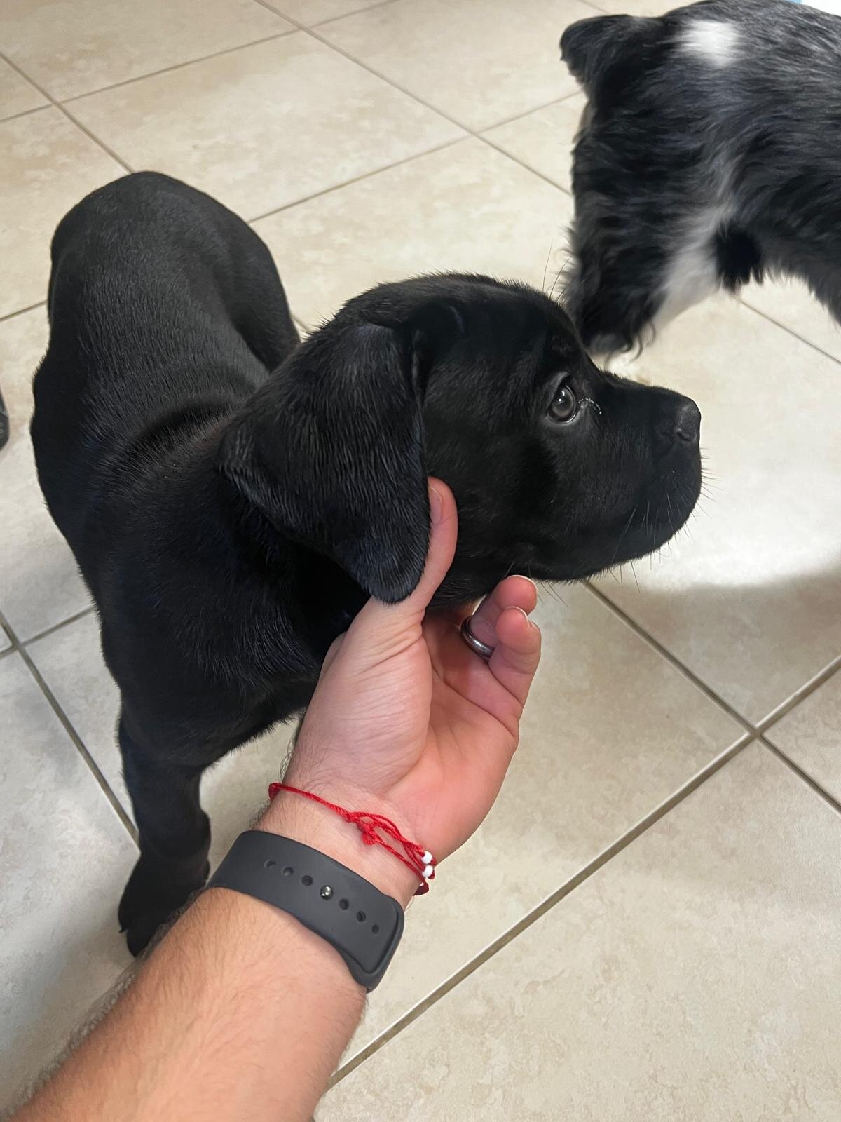 Cane Corso Female image 4