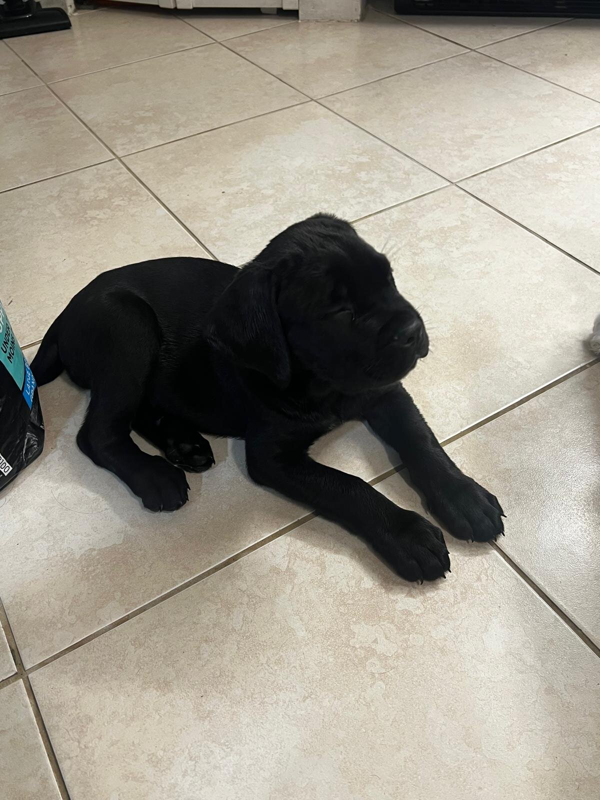 Cane Corso Female image 5