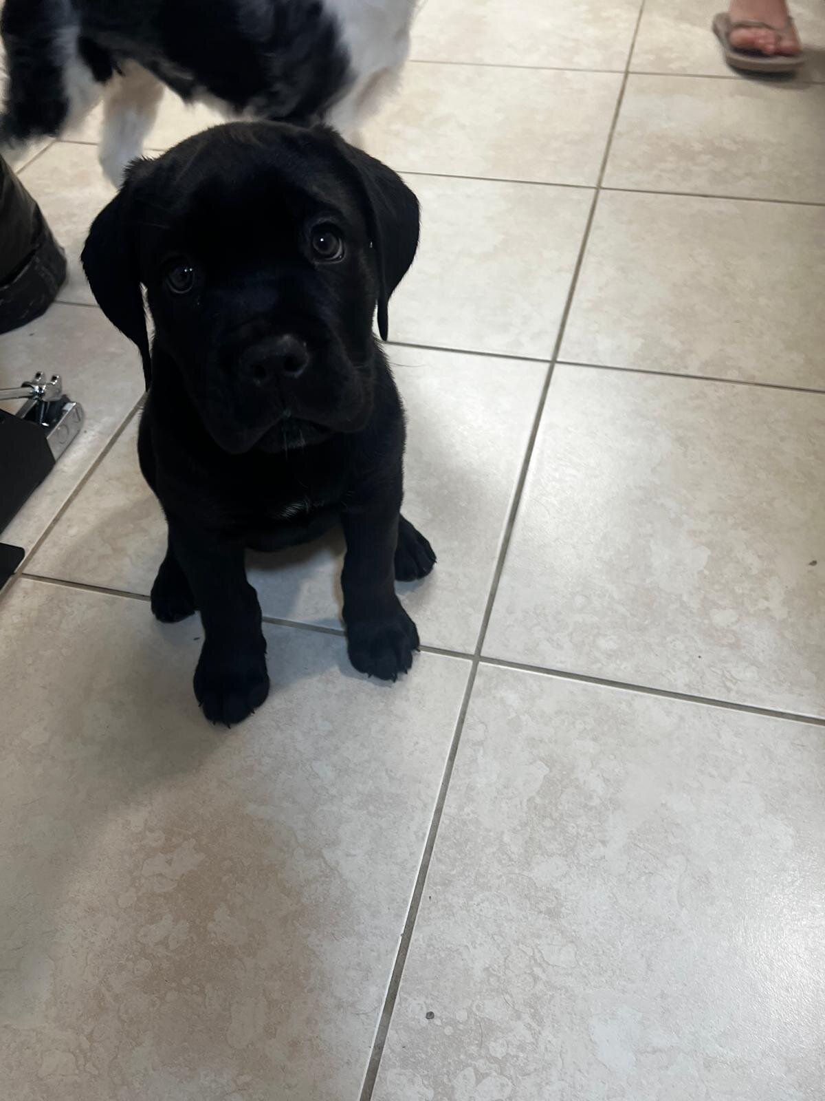Cane Corso Female image 6