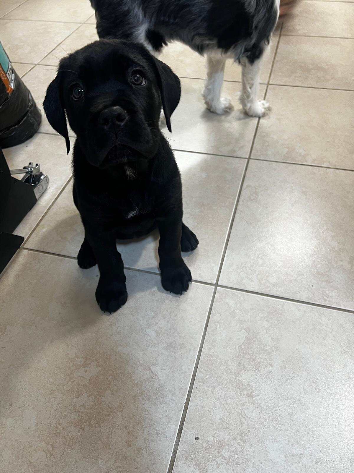 Cane Corso Female image 7