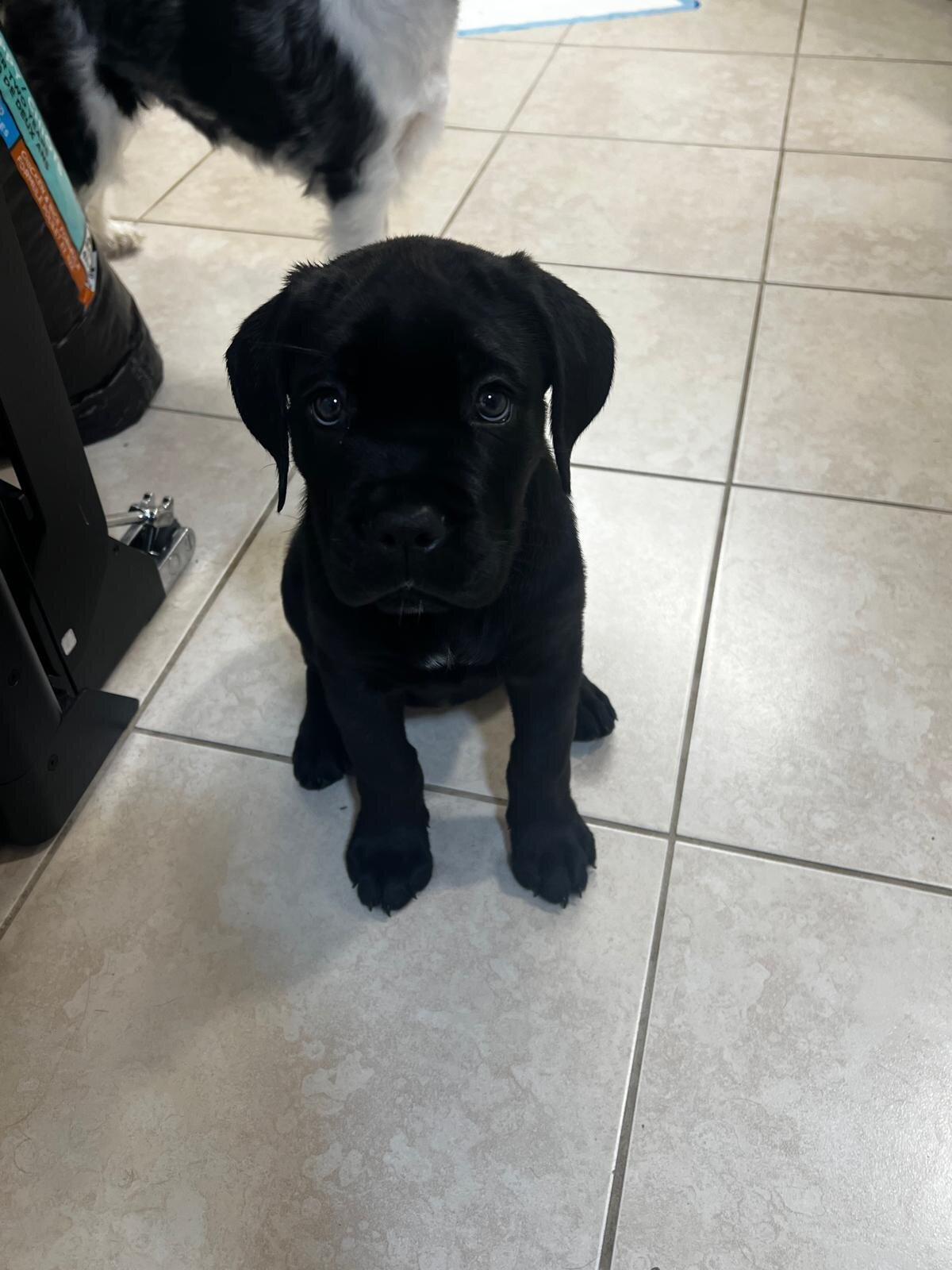 Cane Corso Female image 8