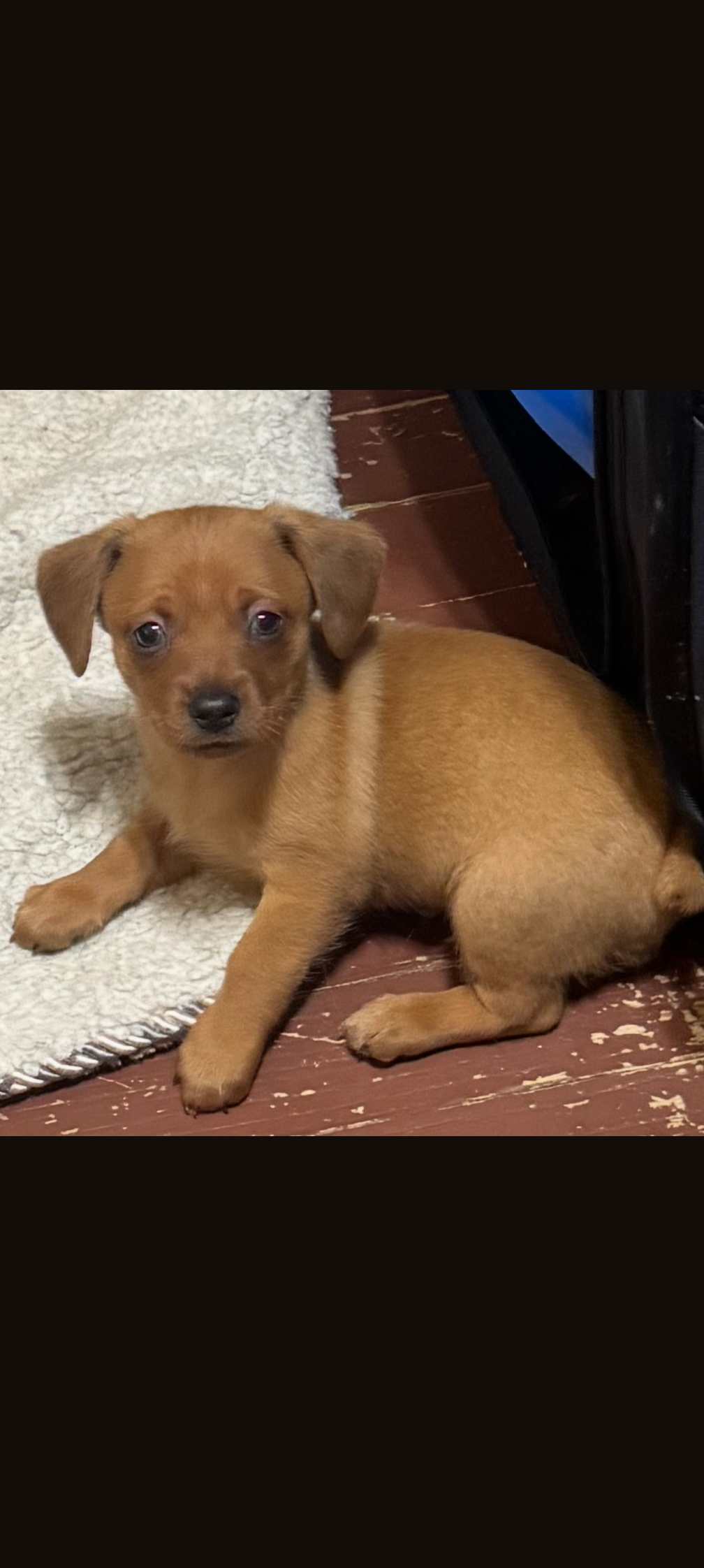Chiweenie image 2