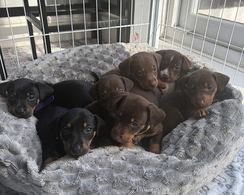Mini Dachshund x Kelpie Puppies | Beautiful Mixed- image 1