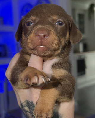 Mini Dachshund x Kelpie Puppies | Beautiful Mixed- image 2