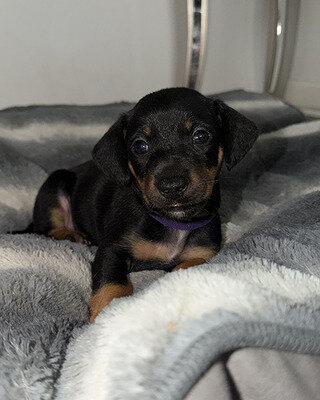 Mini Dachshund x Kelpie Puppies | Beautiful Mixed- image 3