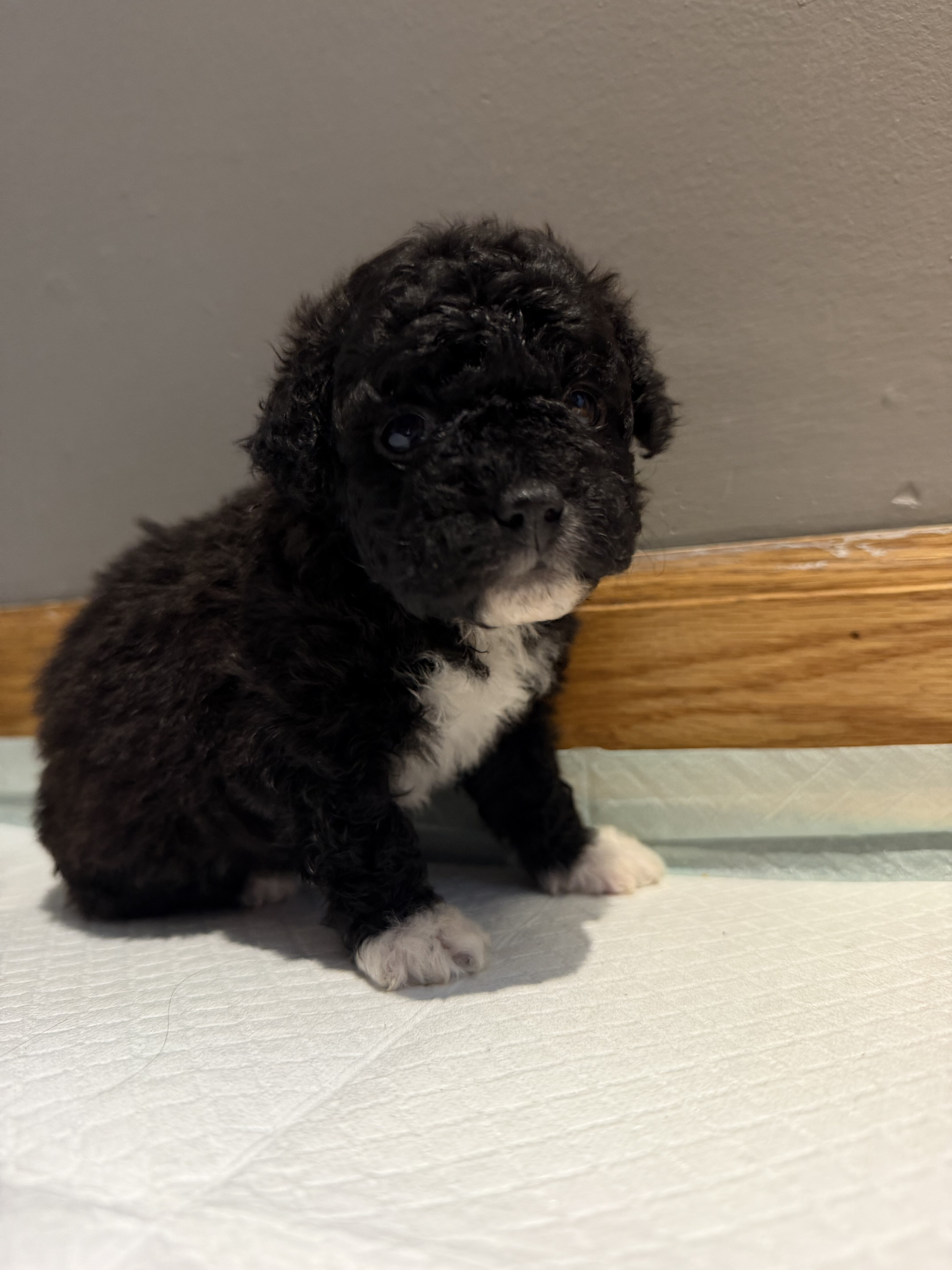 Toy Poodle puppies image 4