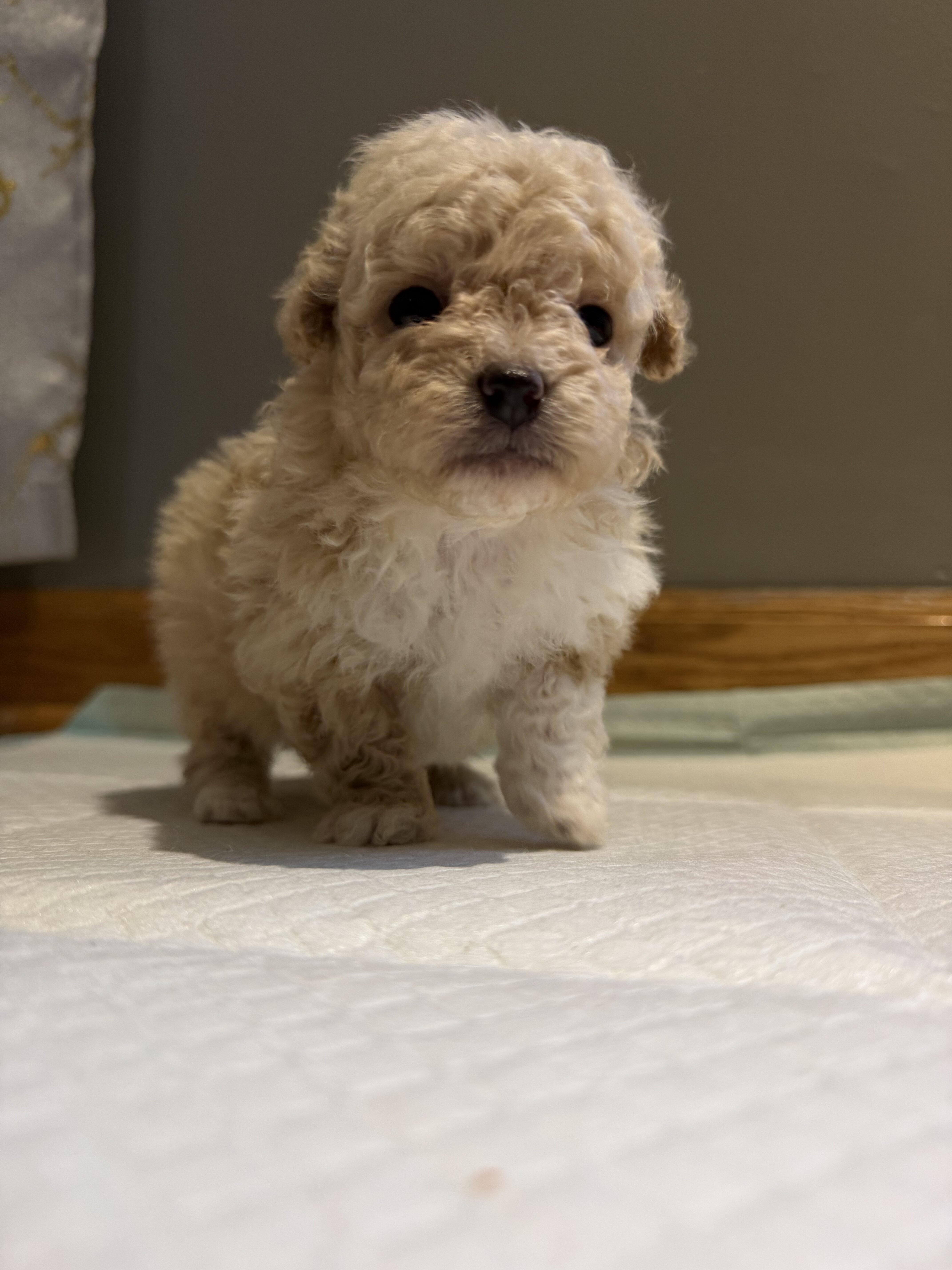 Toy Poodle puppies image 3