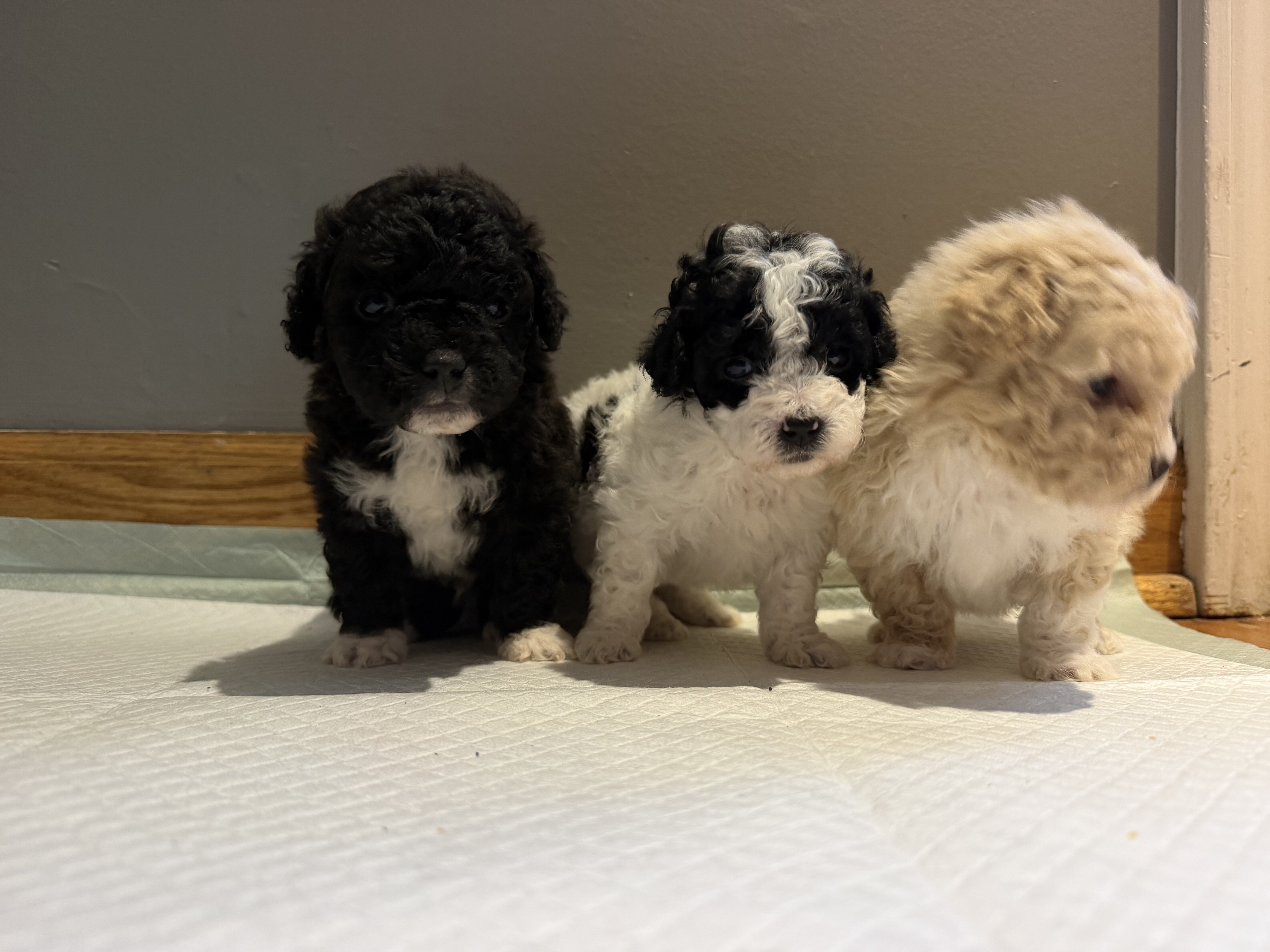 Toy Poodle puppies image 2