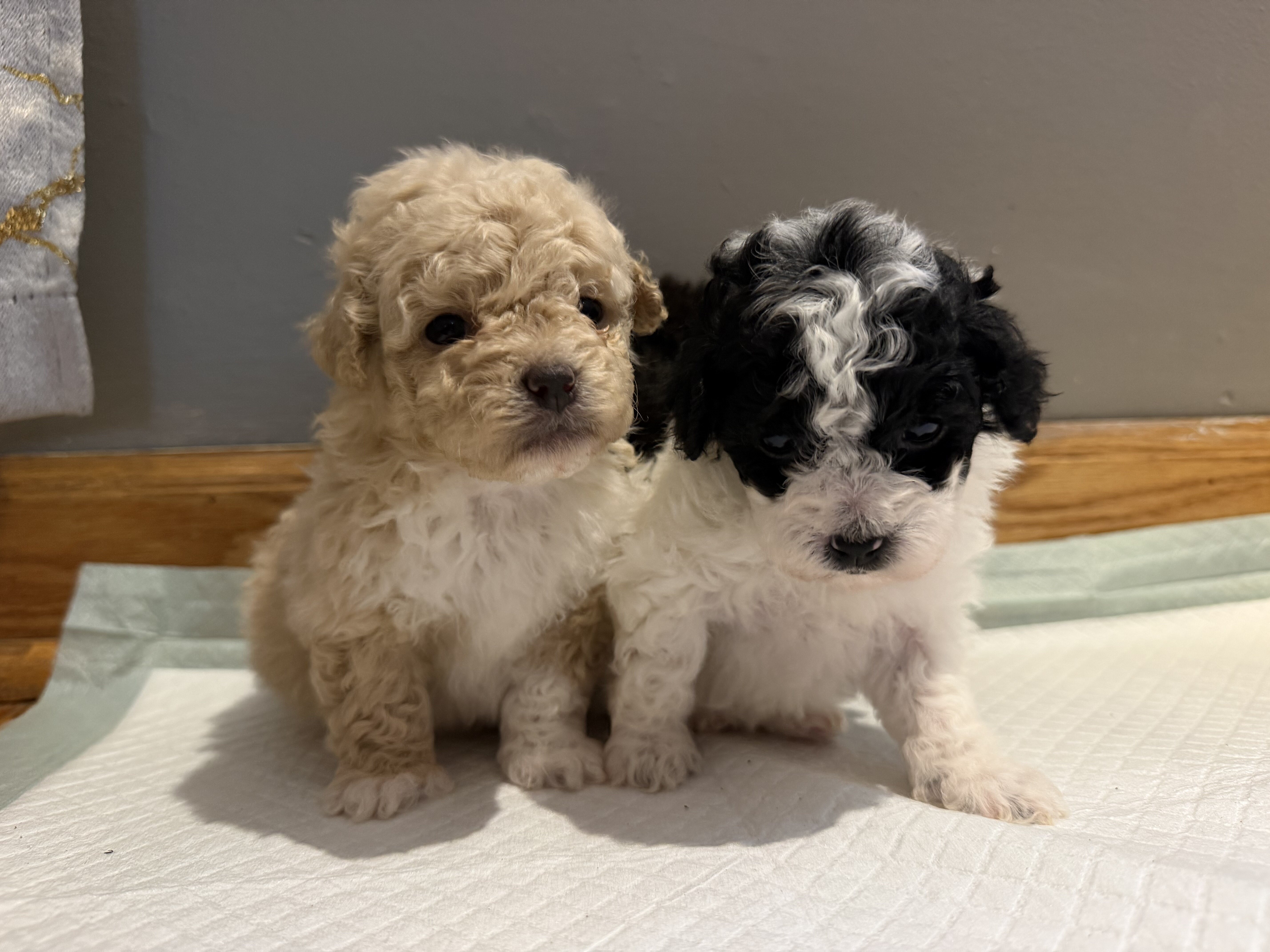 Toy Poodle puppies image 1