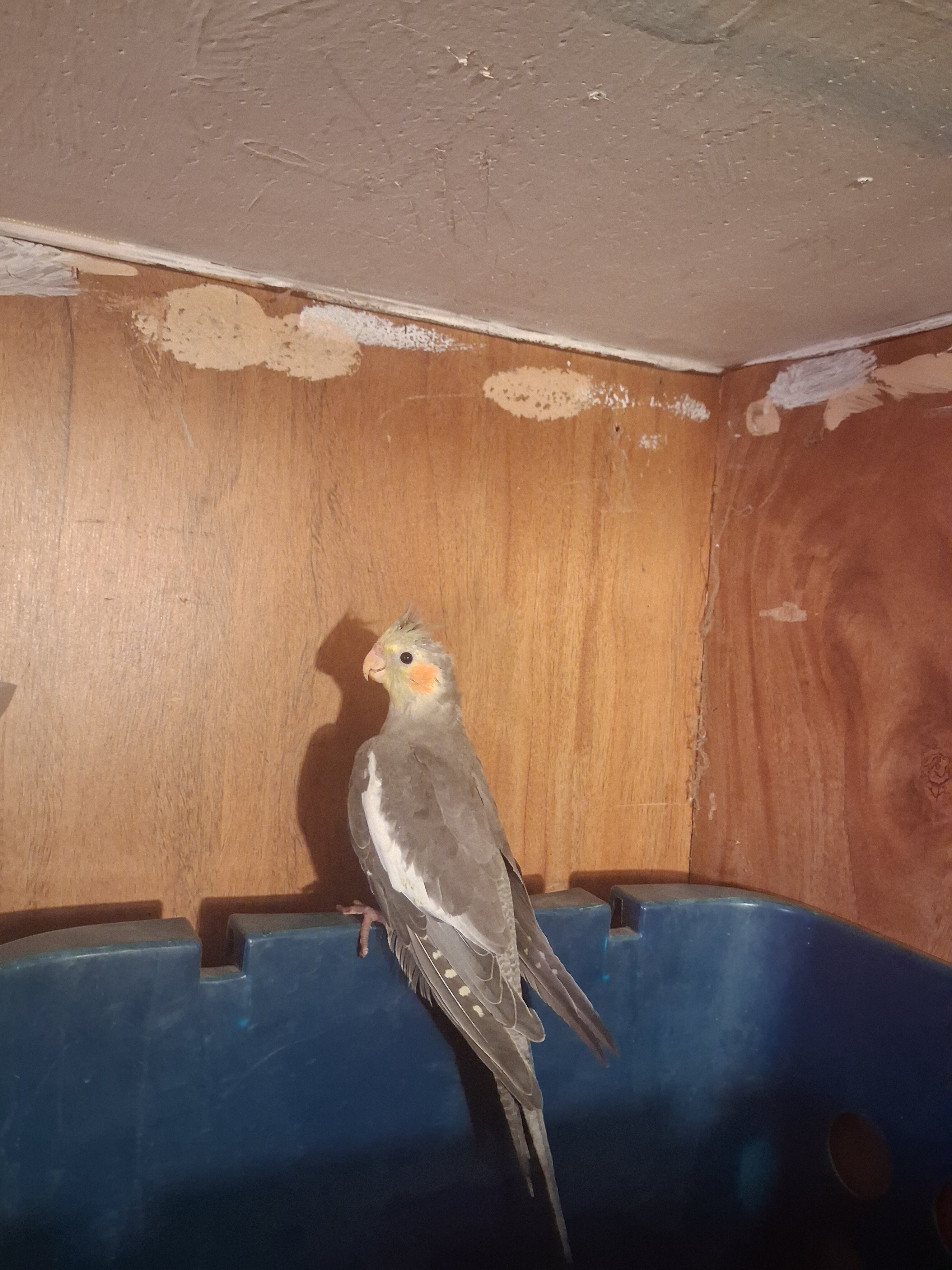Cockatiel image 2