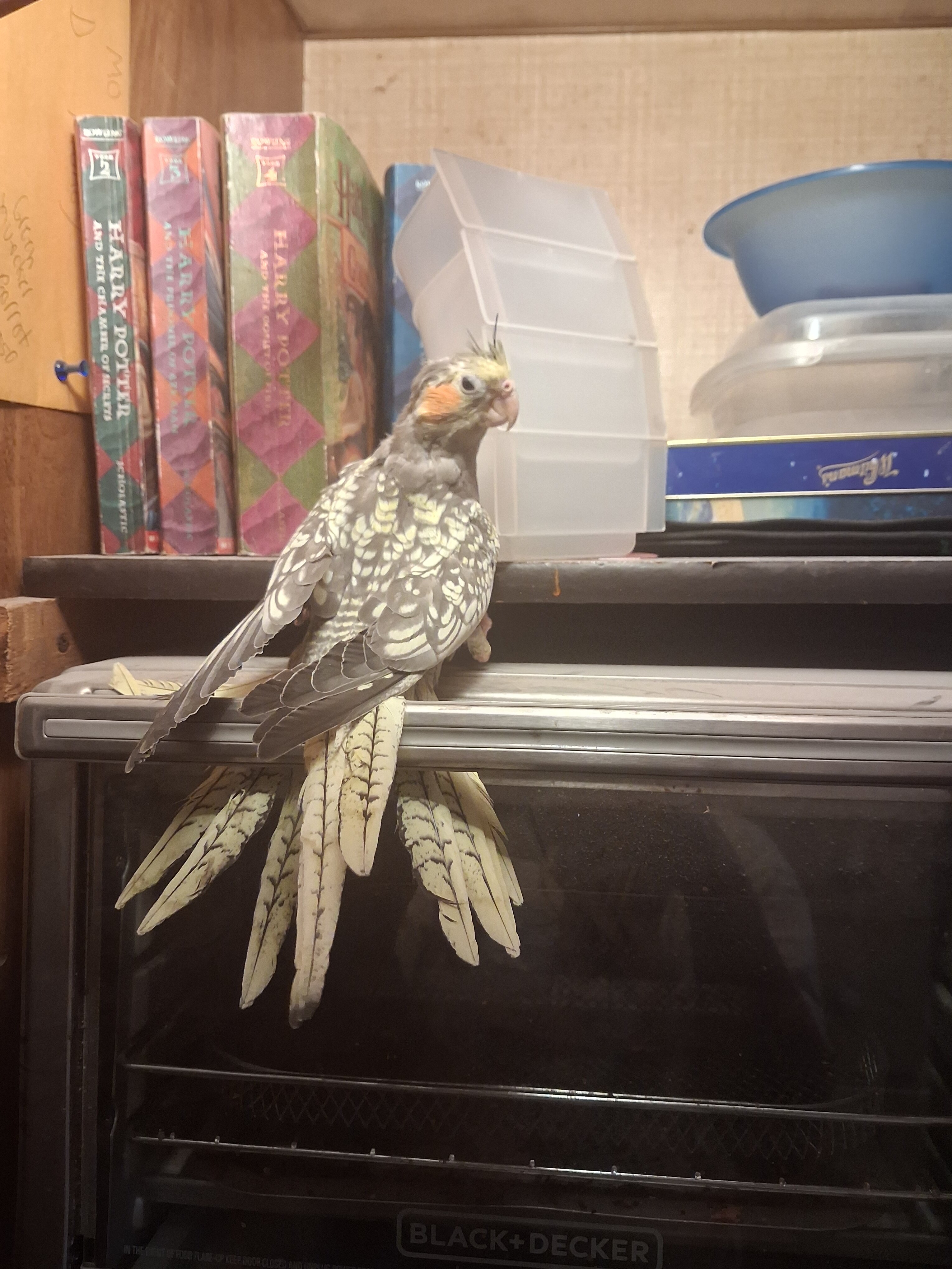 Cockatiel image 1