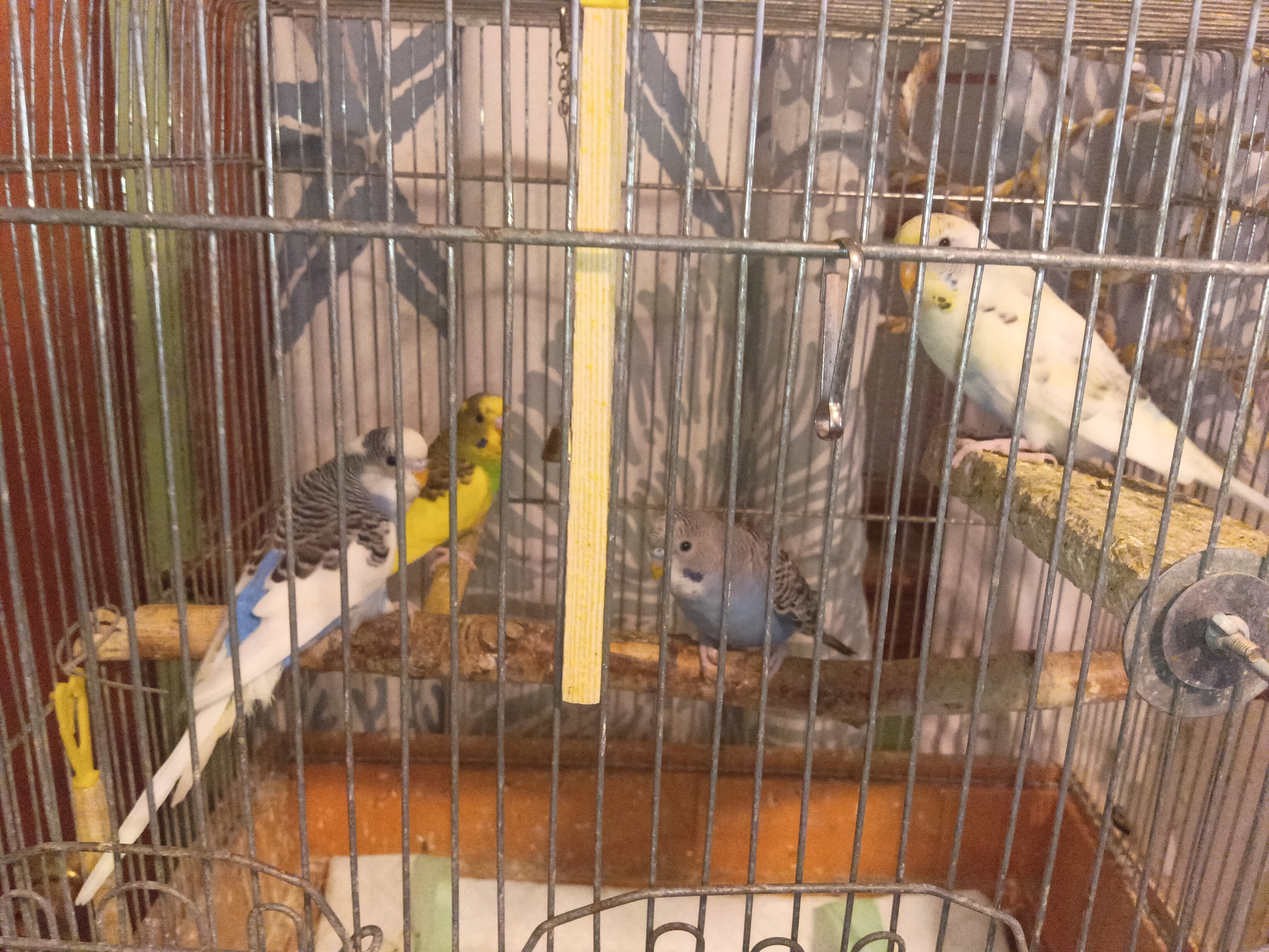 Four budgies image 5