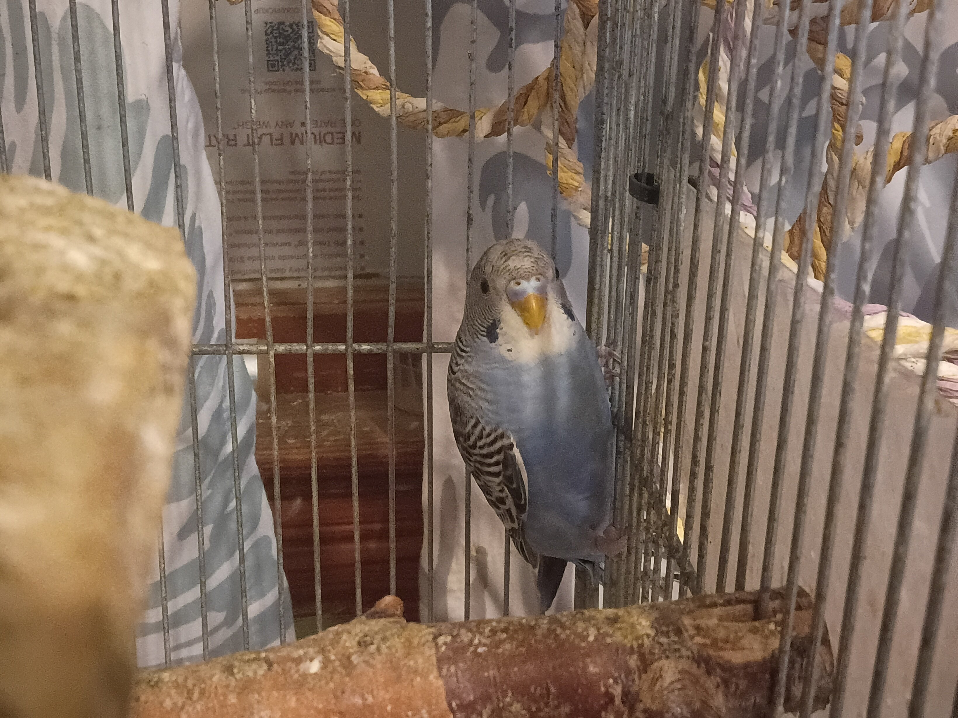 Four budgies image 1