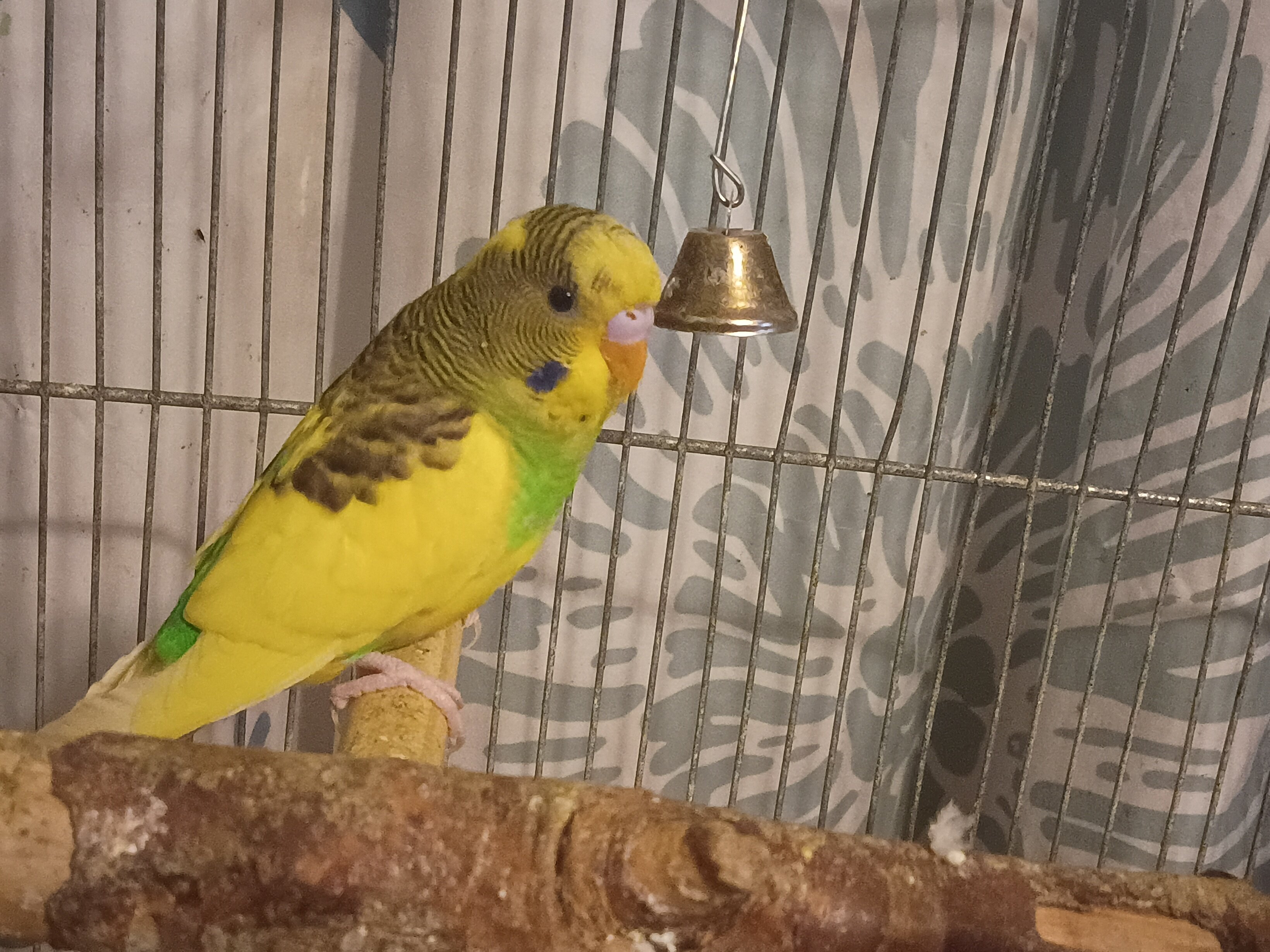 Four budgies image 3