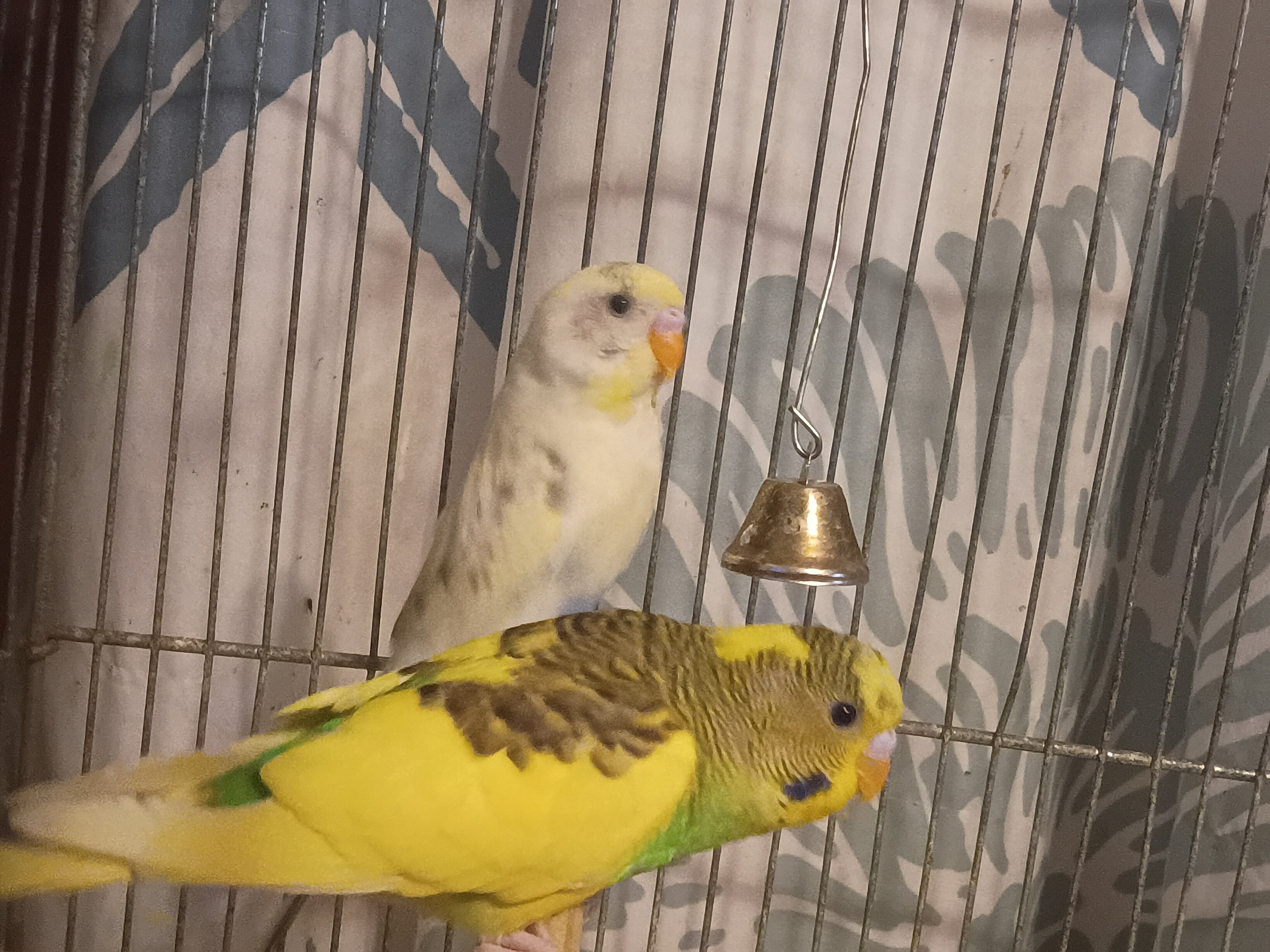 Four budgies image 2