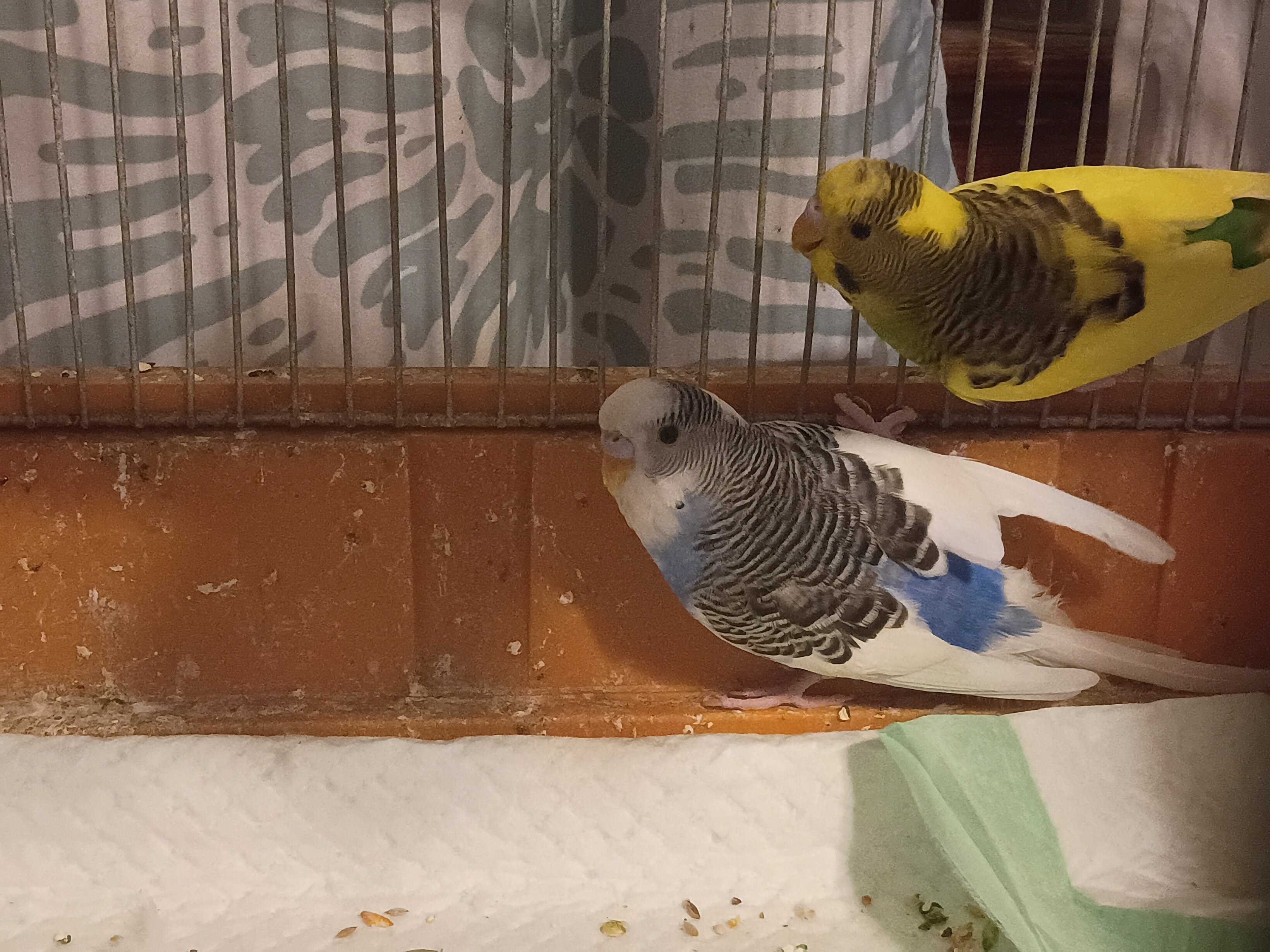 Four budgies image 4