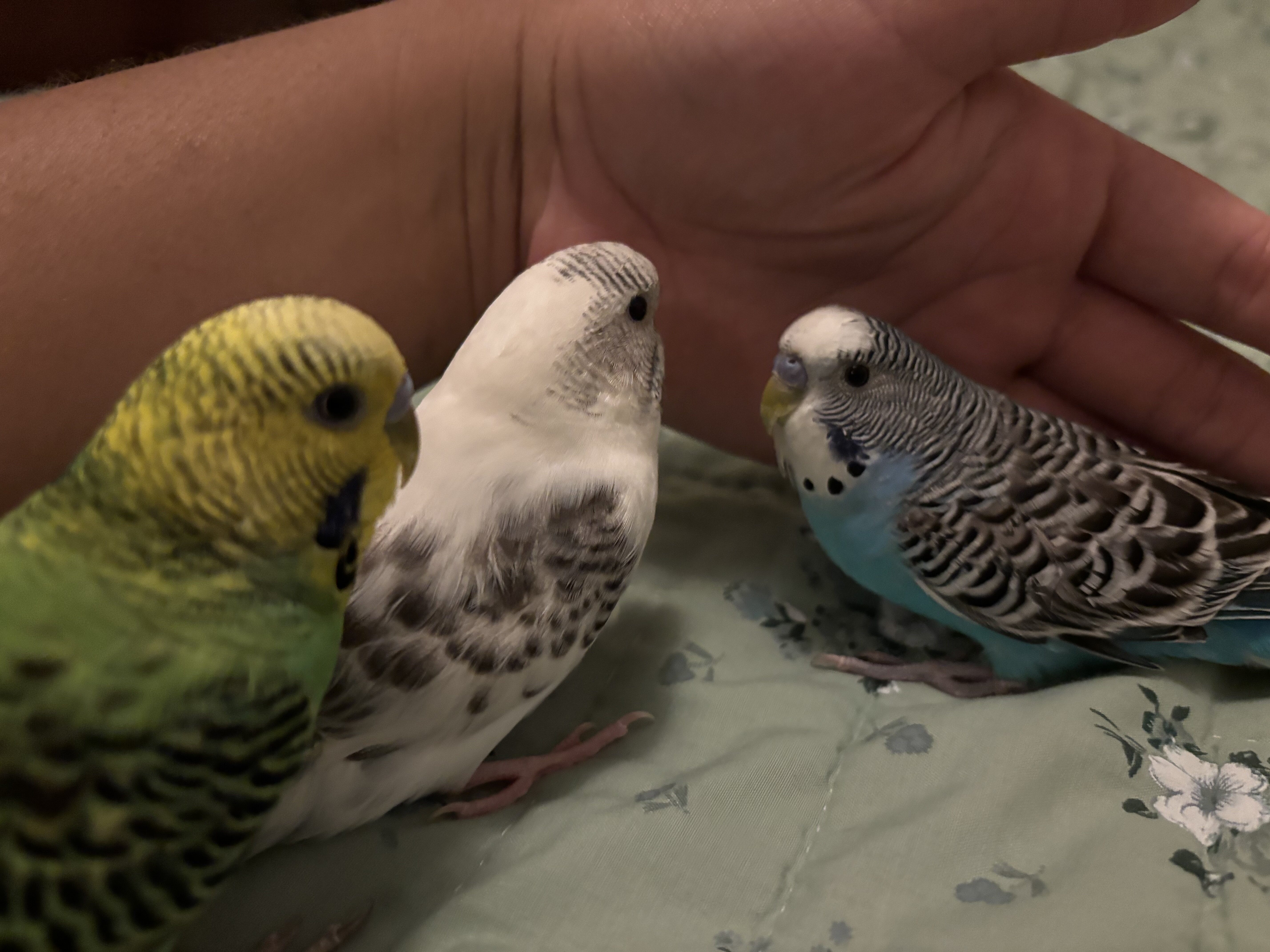 3 parakeets image 1