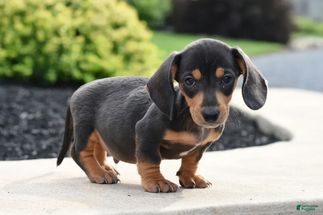 12-Week-Old Miniature Dachshund Puppies image 1