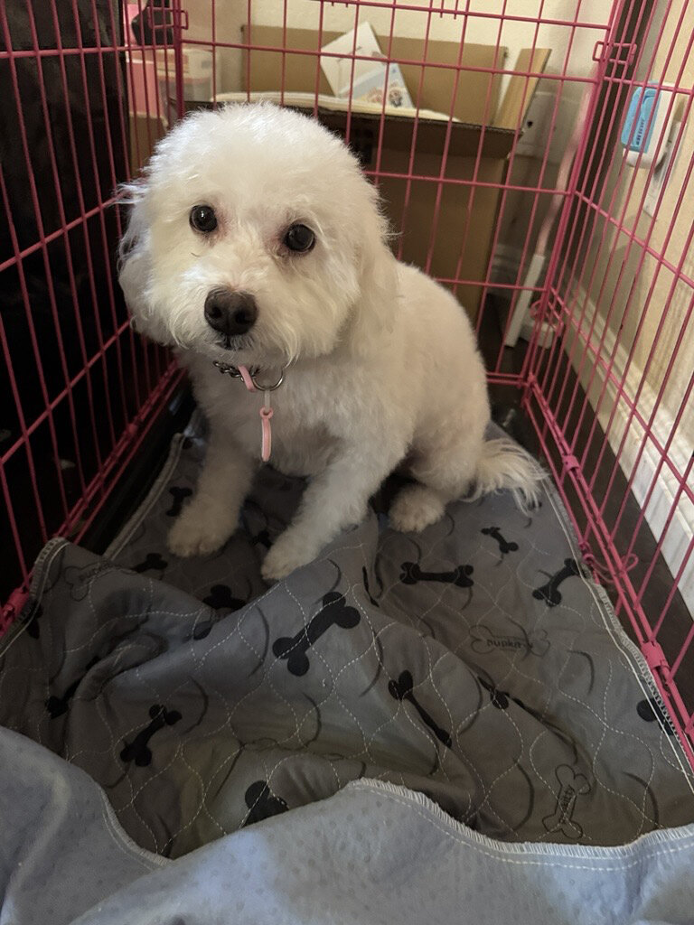 Bichon Frise Female (4 yr old) image 2
