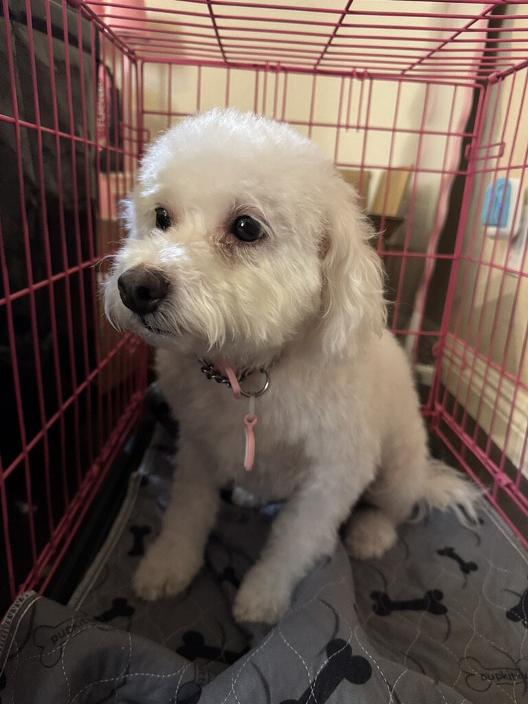 Bichon Frise Female (4 yr old) image 1