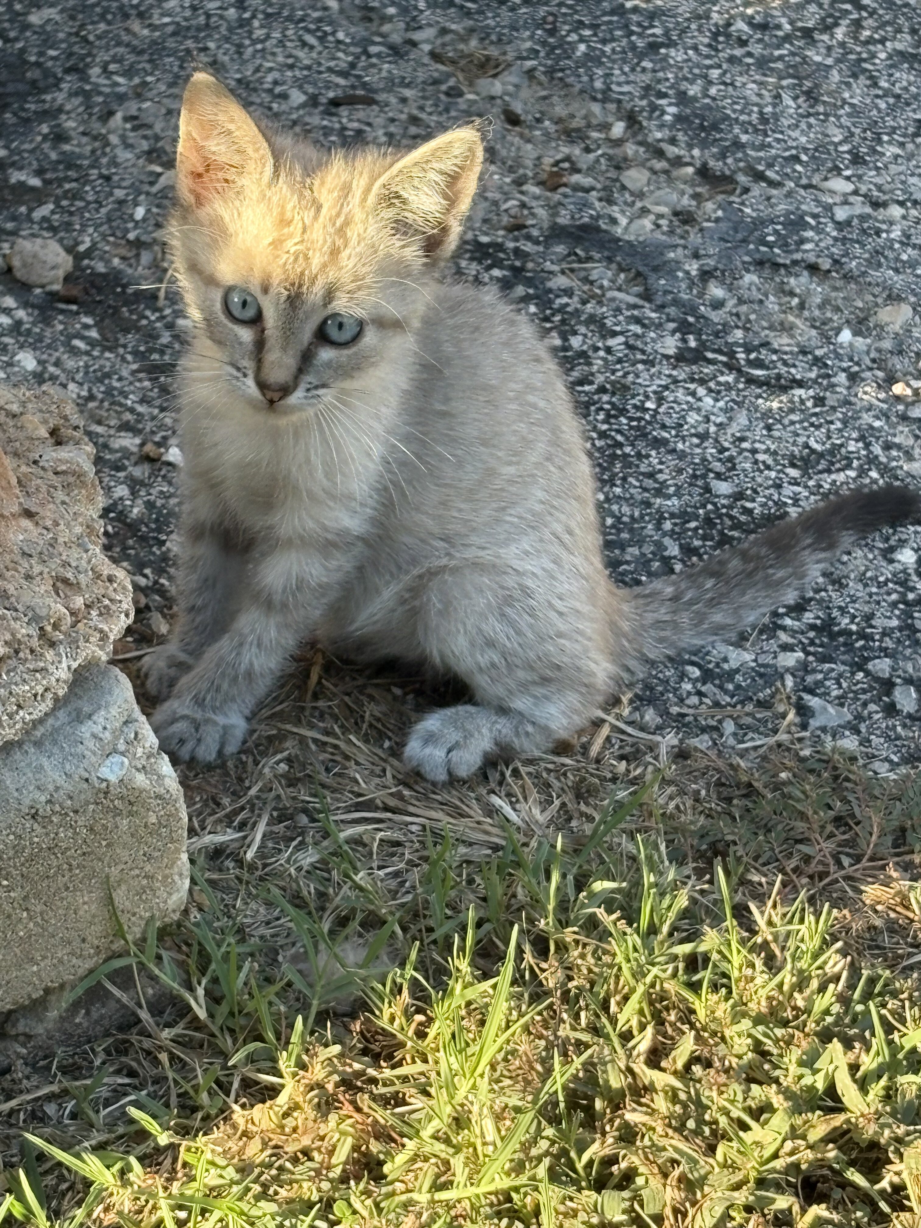 Female Kitten image 2
