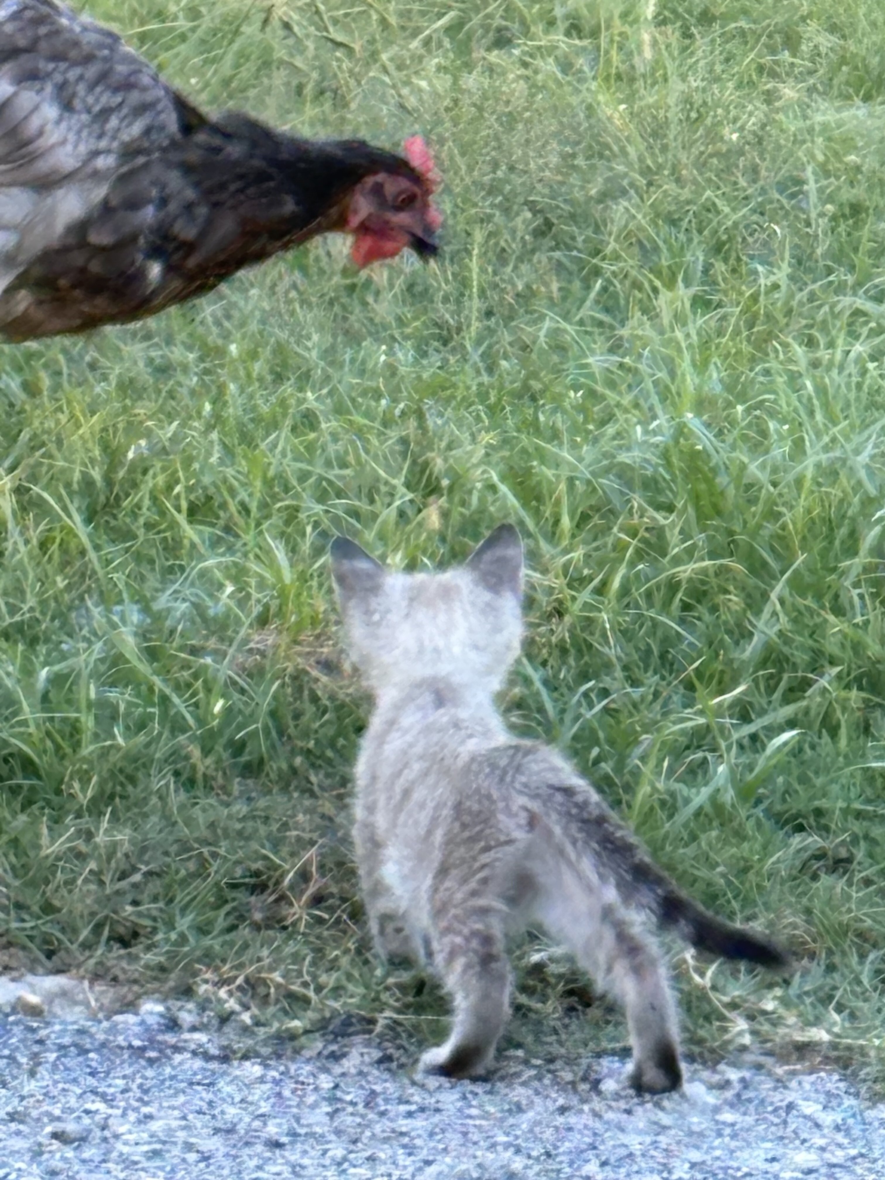 Female Kitten image 3