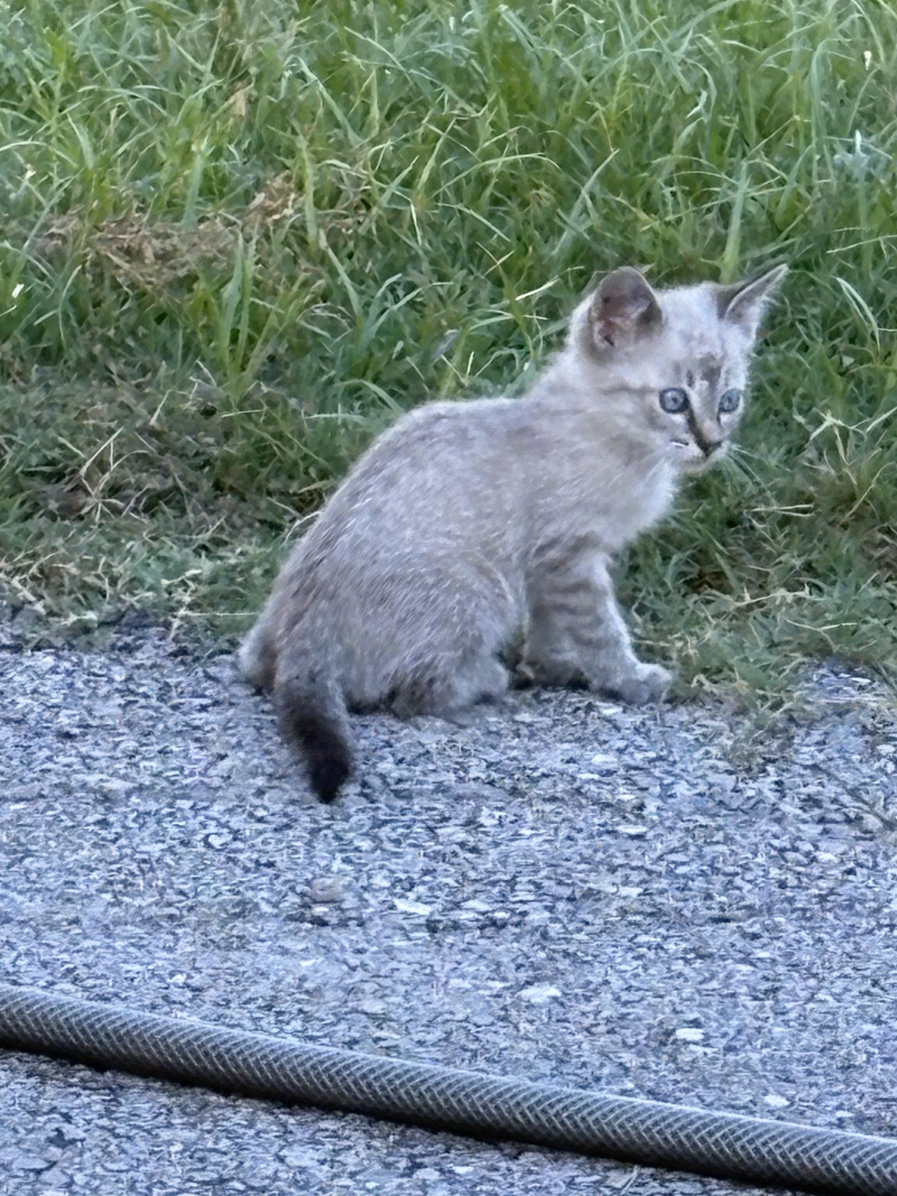 Female Kitten image 1