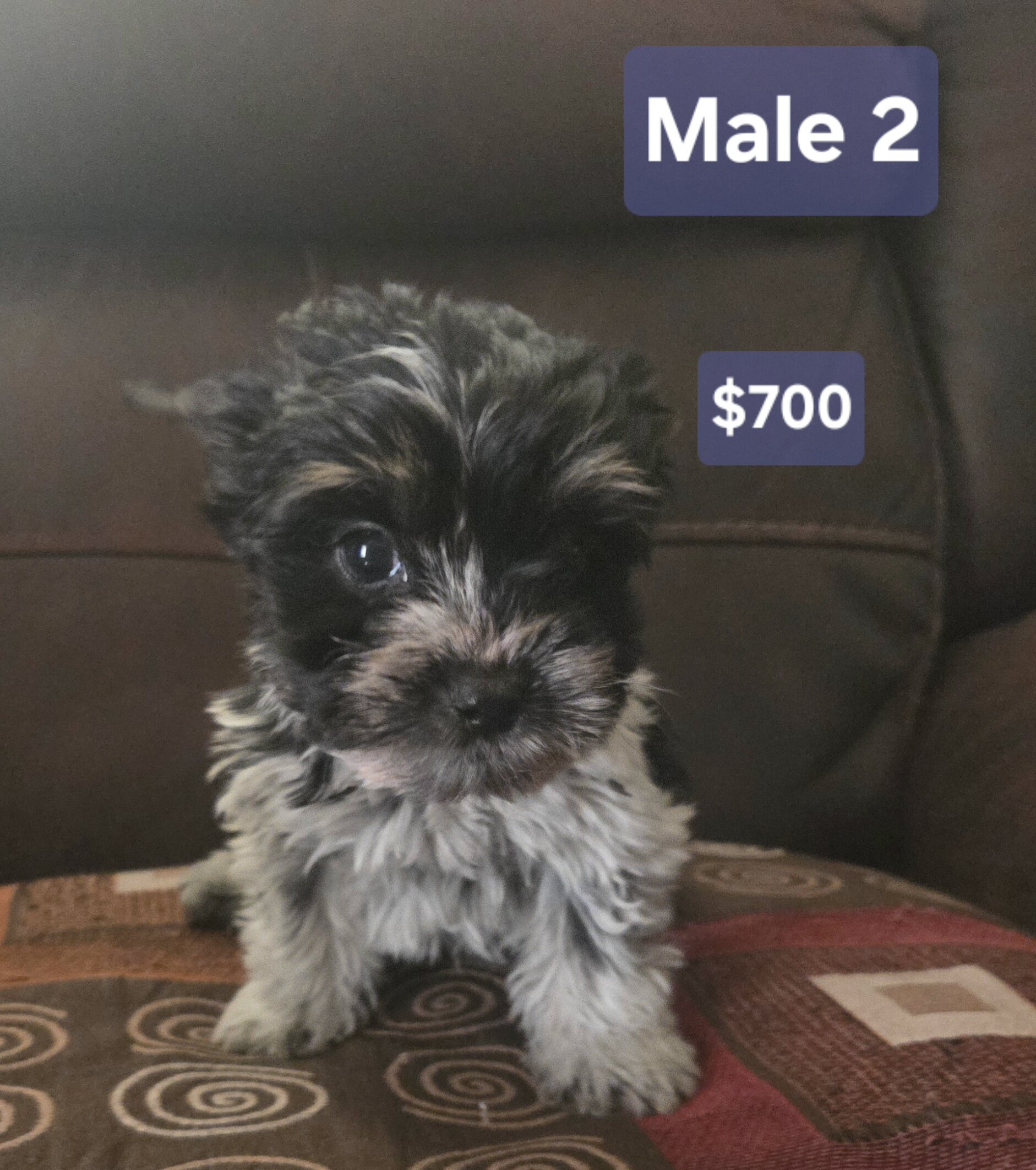 Yorkie image 1