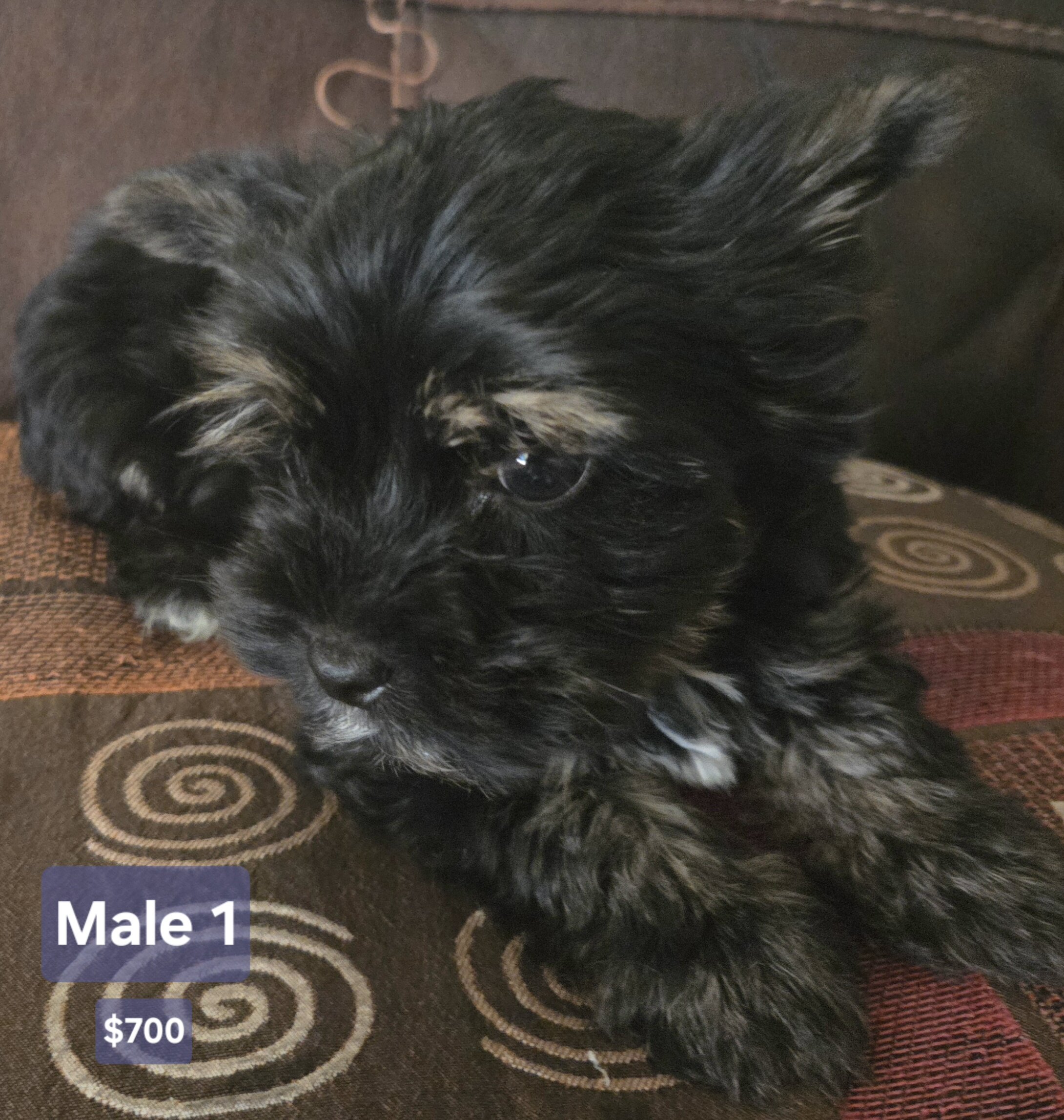 Yorkie image 2