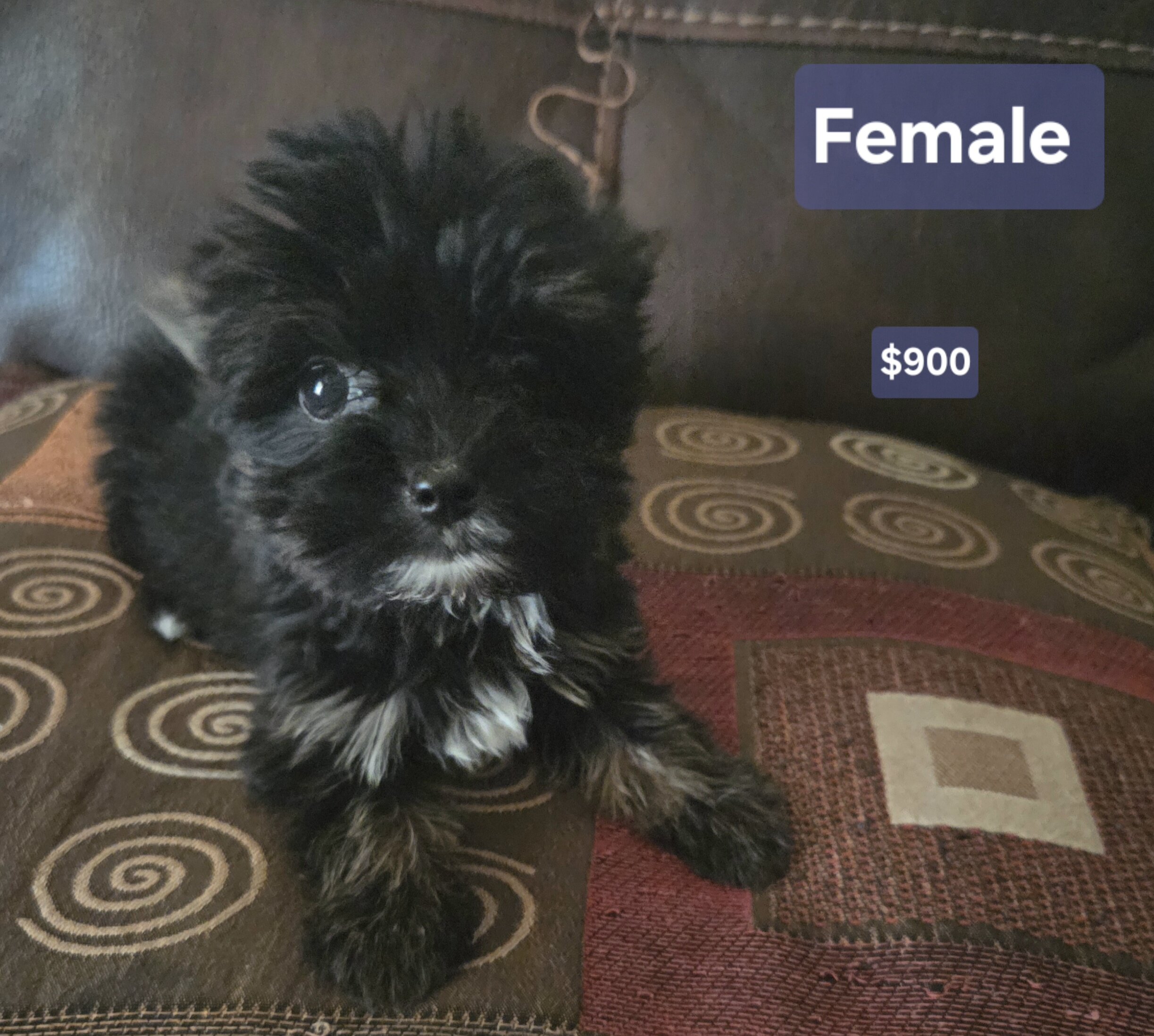 Yorkie image 3