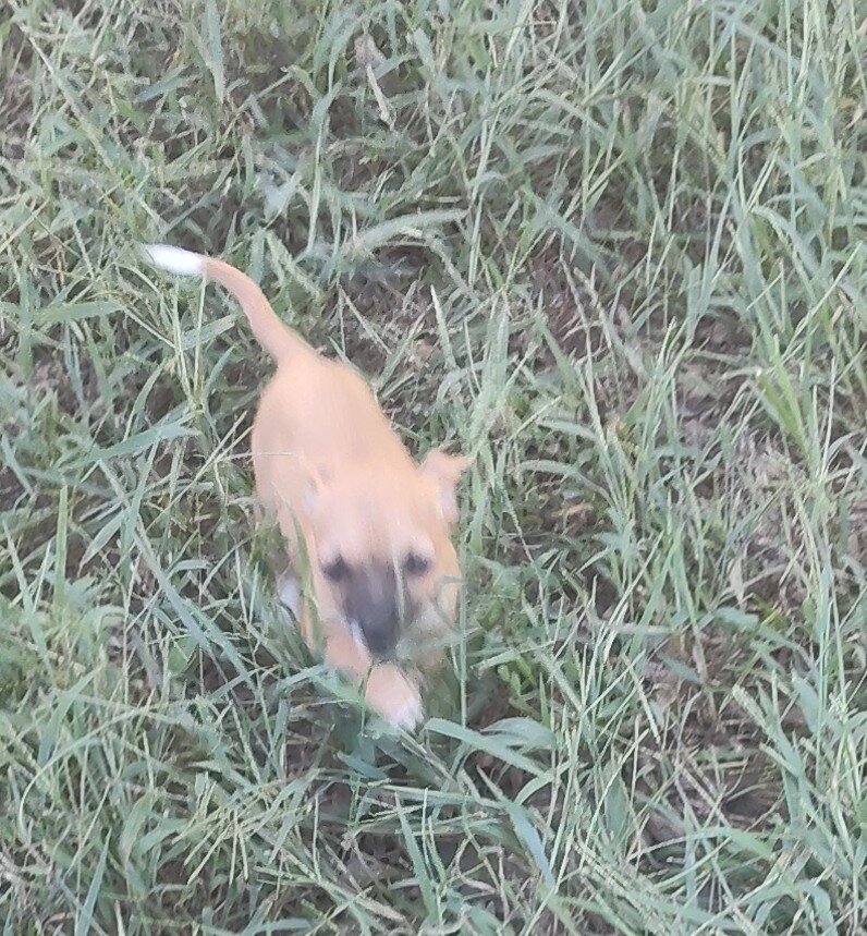 Sissy - NE Oklahoma - Female image 3