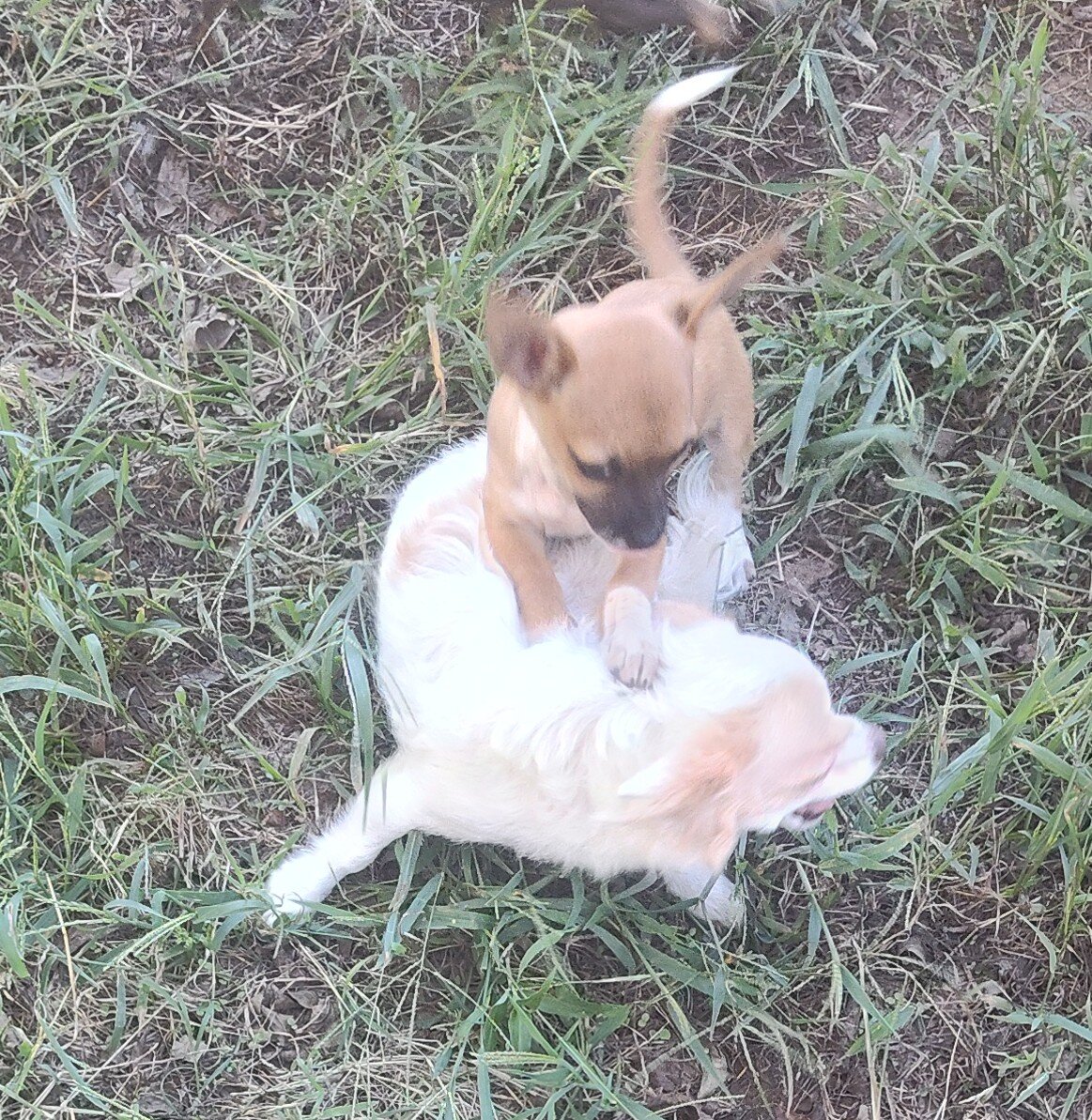 Sissy - NE Oklahoma - Female image 1
