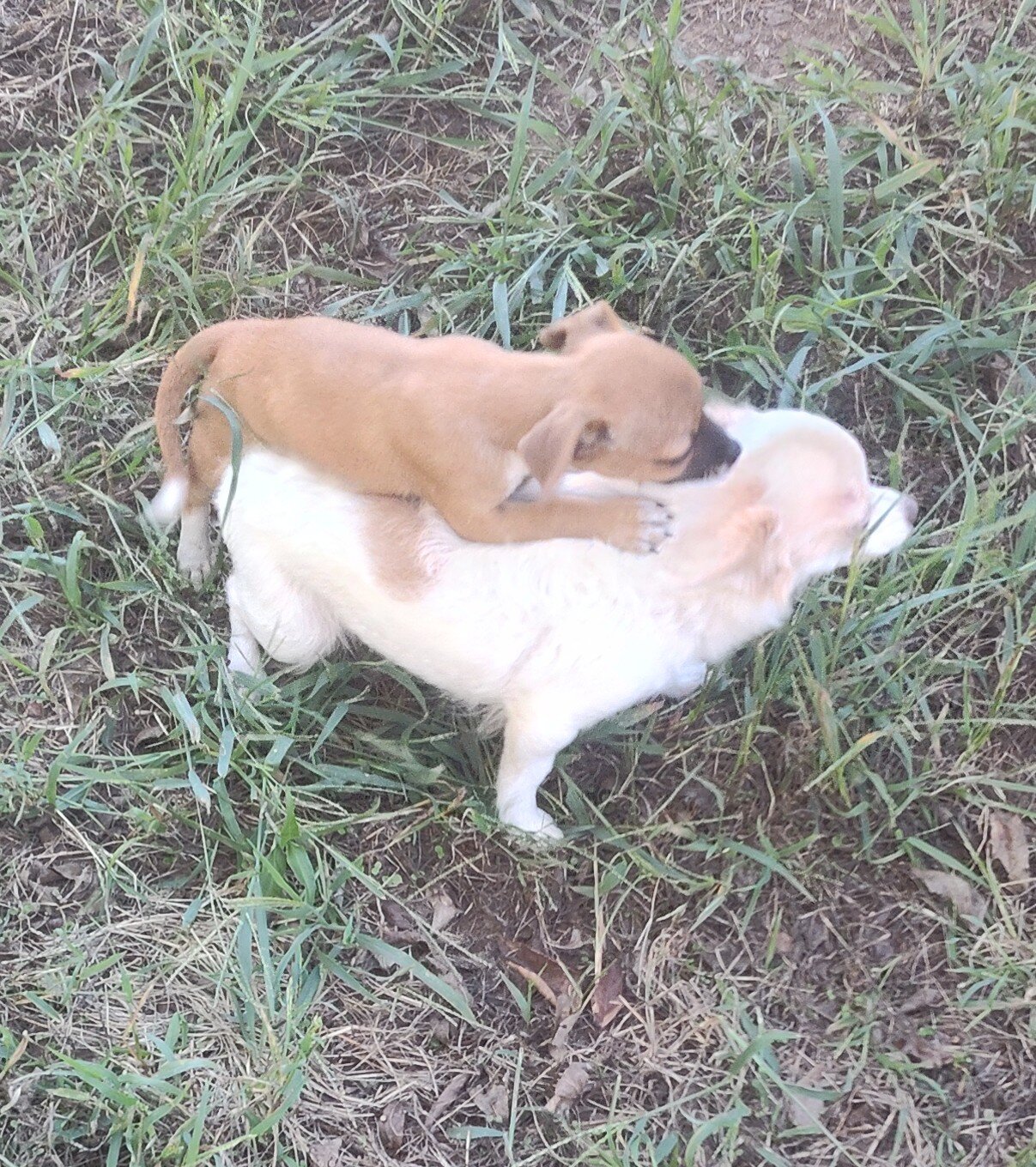 Sissy - NE Oklahoma - Female image 2