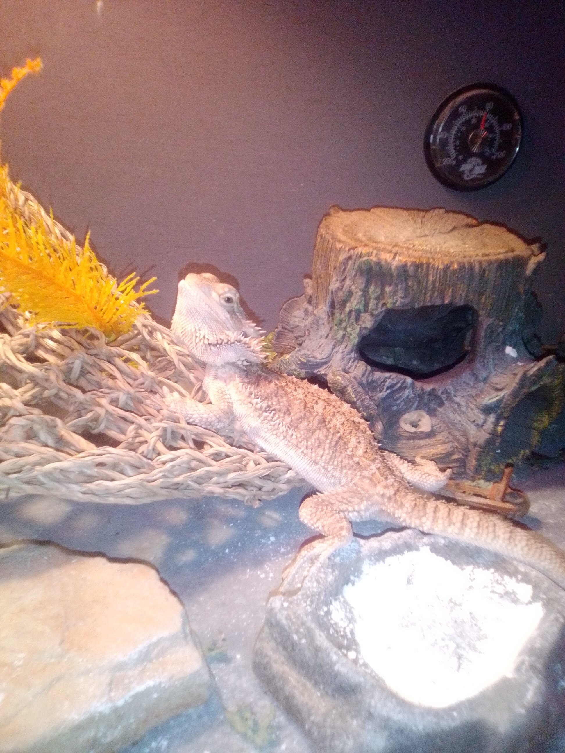 Bearded Dragon image 1