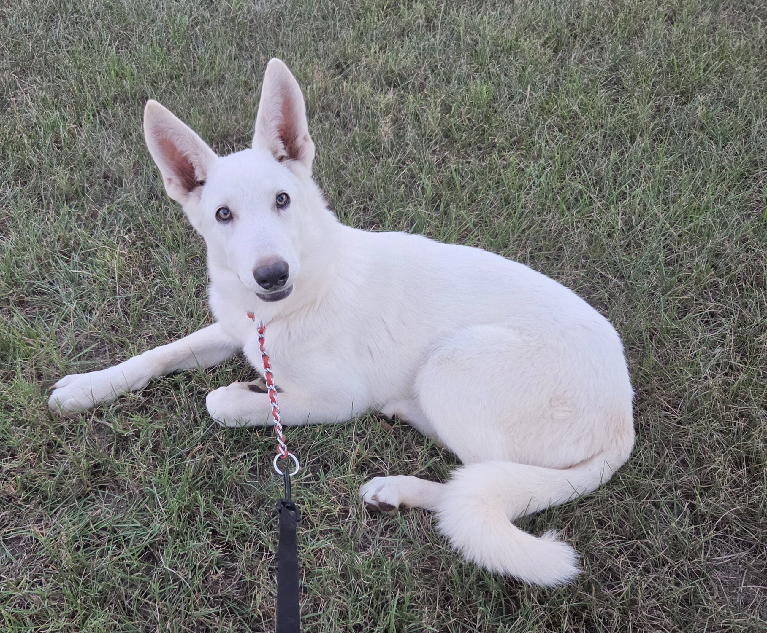 German shepherd puppies image 4