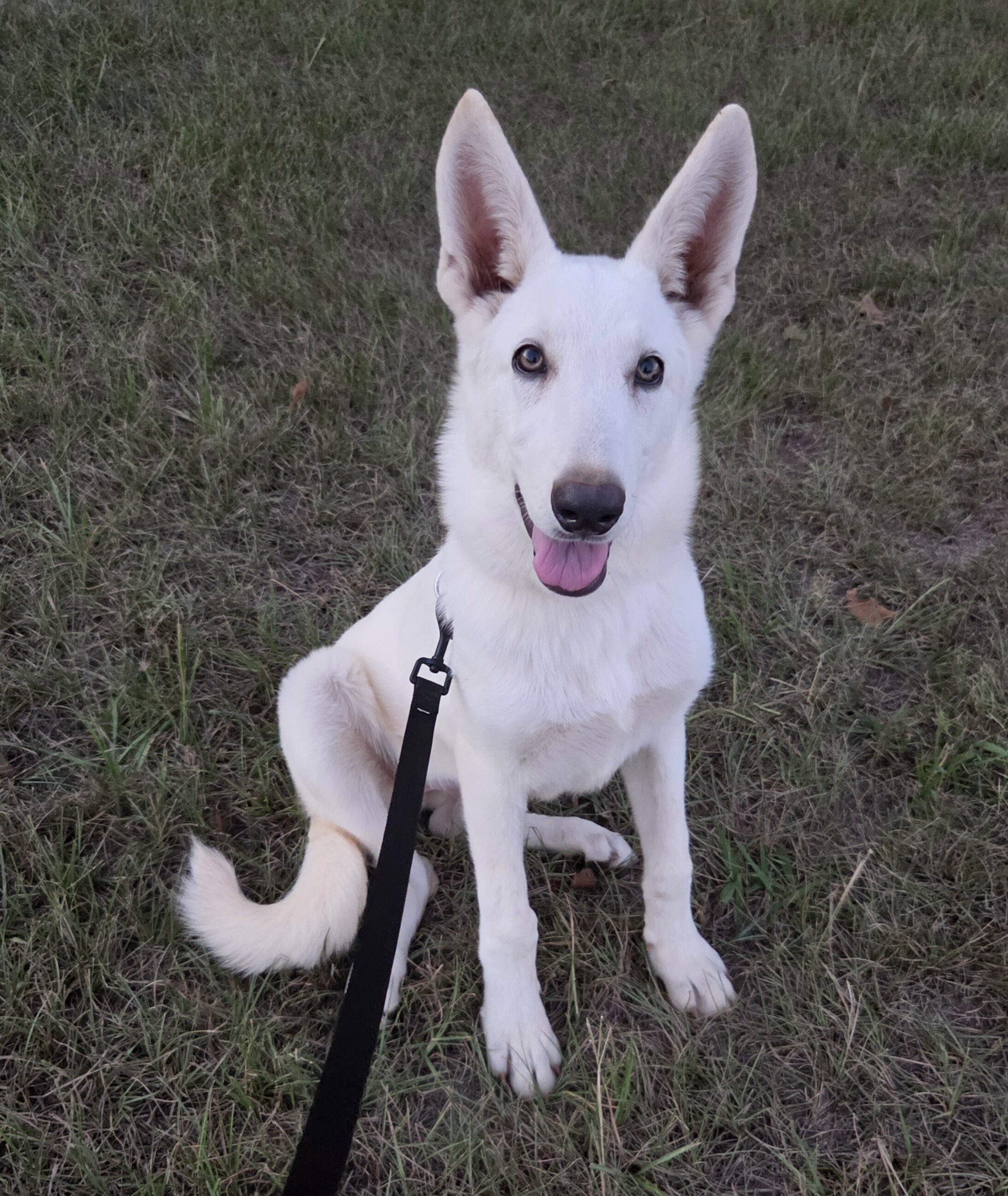 German shepherd puppies image 3