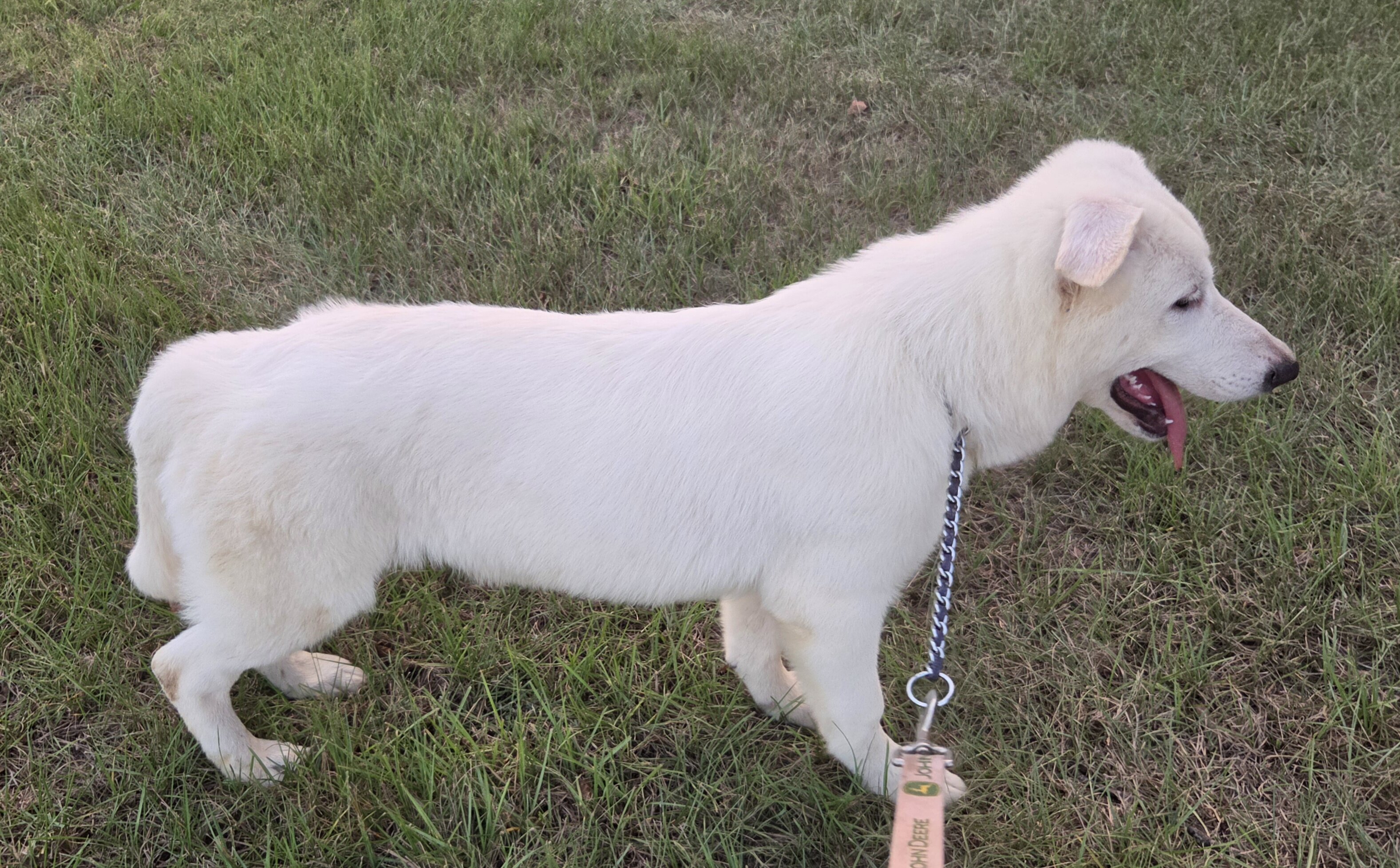 German shepherd puppies image 2