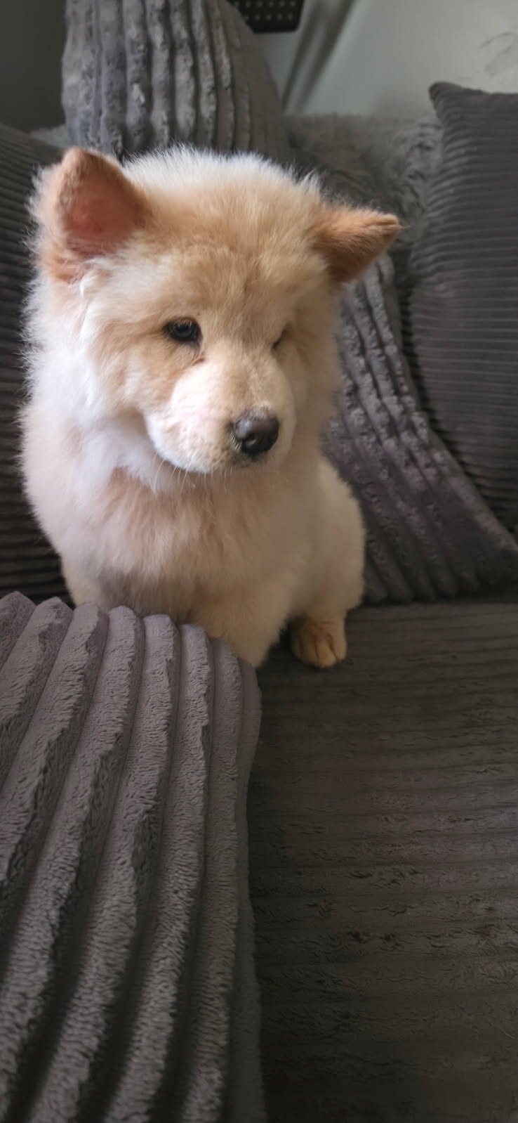 Chow Chow image 3
