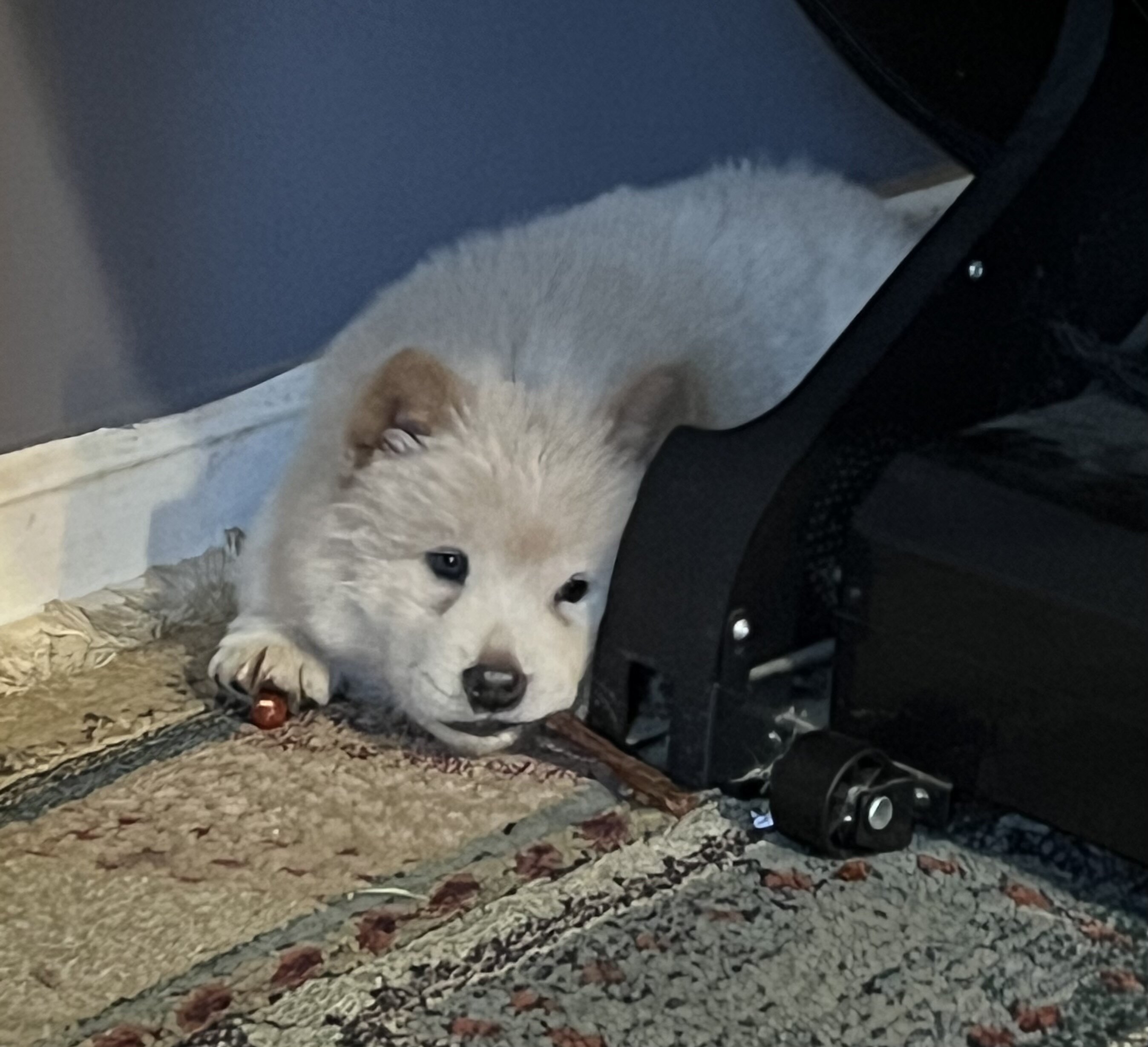 Chow Chow image 4
