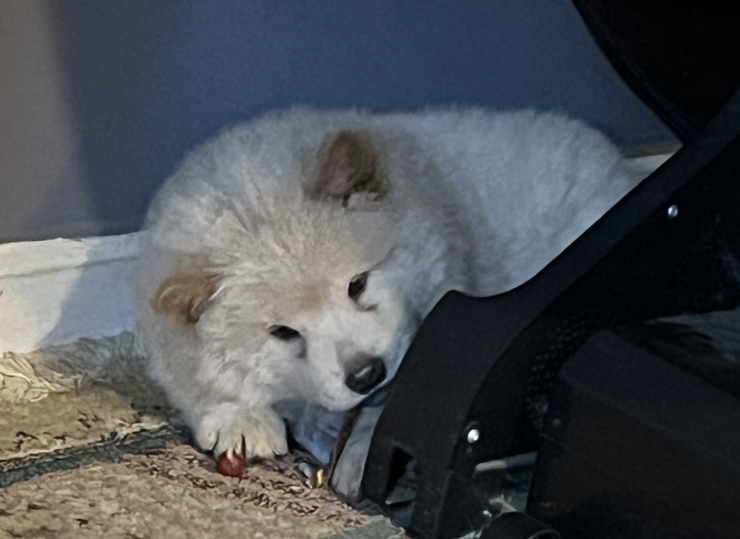 Chow Chow image 5