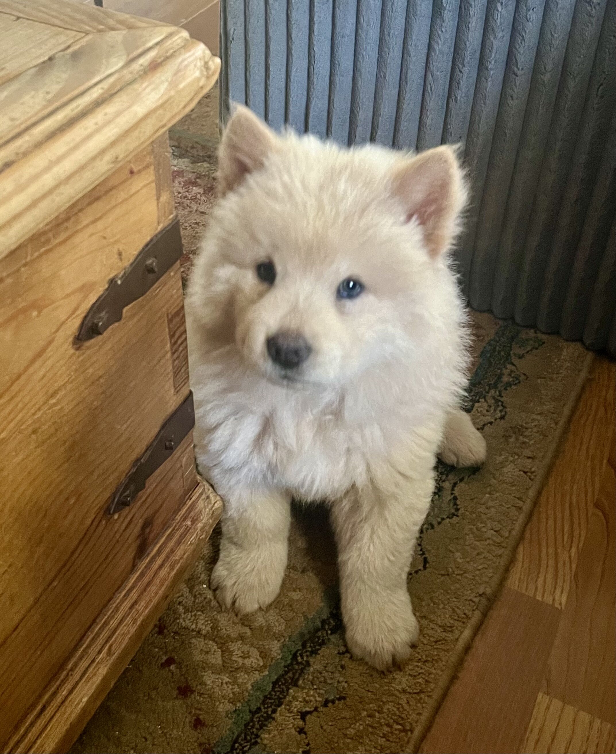 Chow Chow image 1