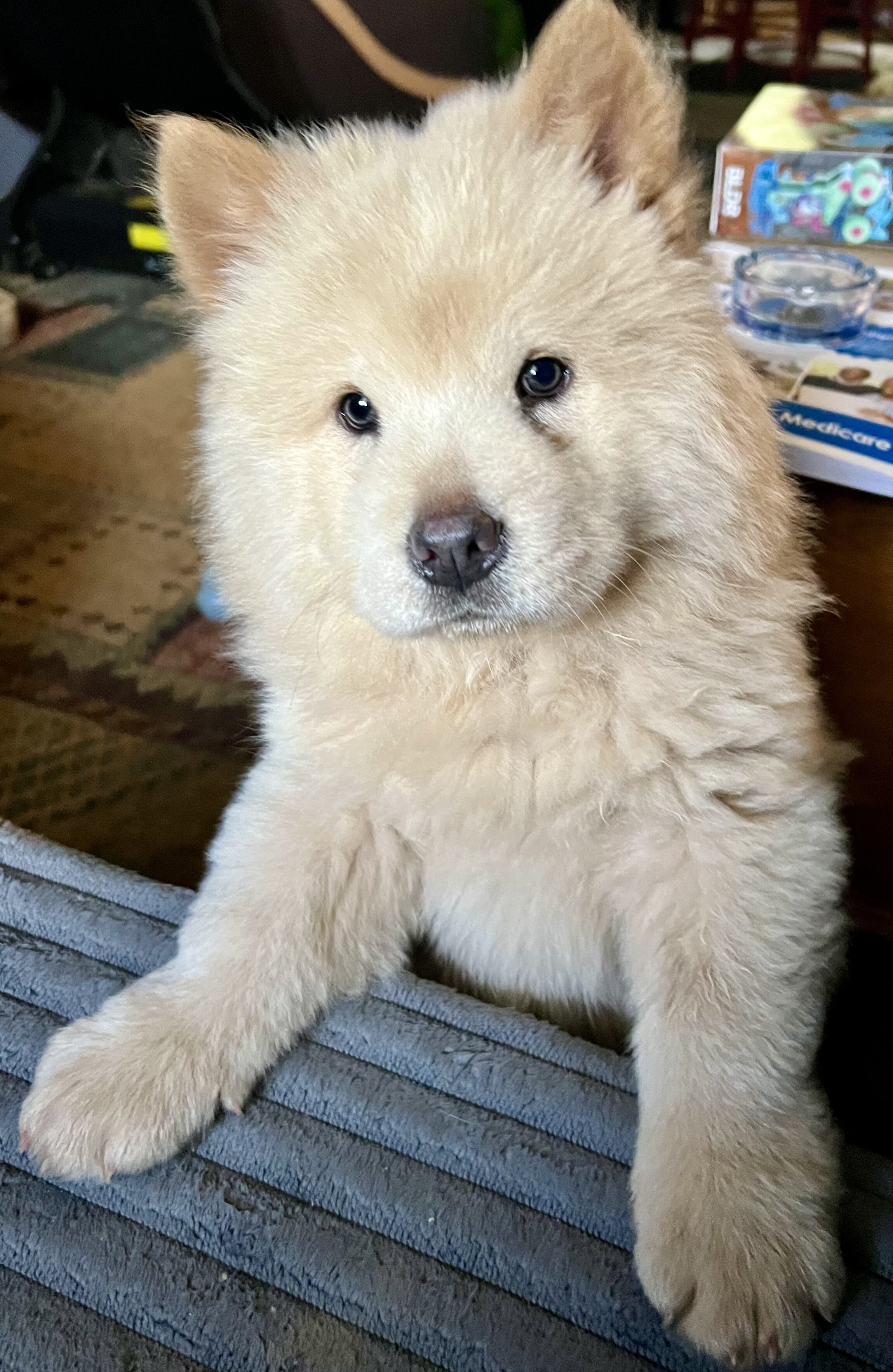 Chow Chow image 2