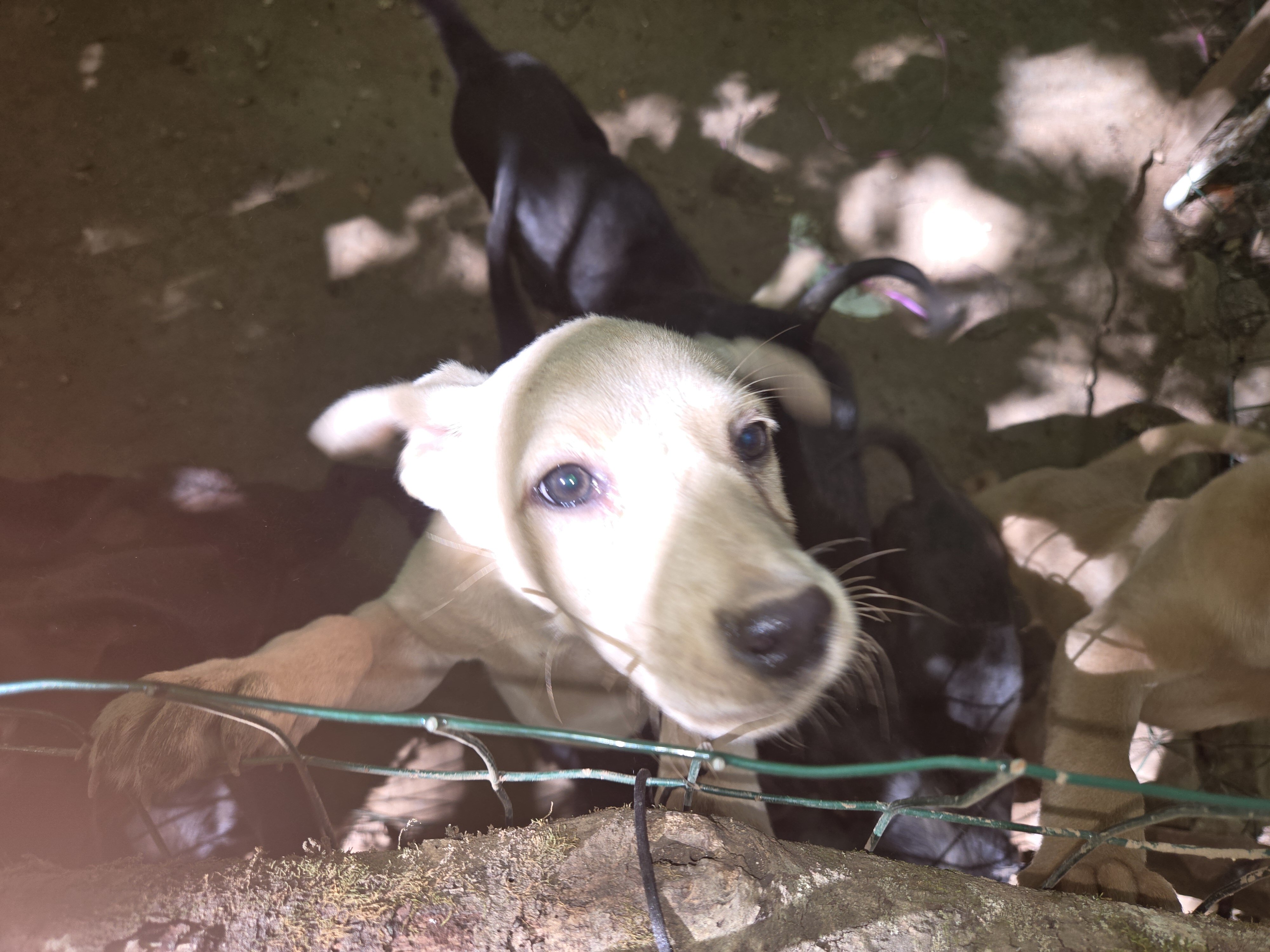 Purebred Labrador Retriever puppies image 3