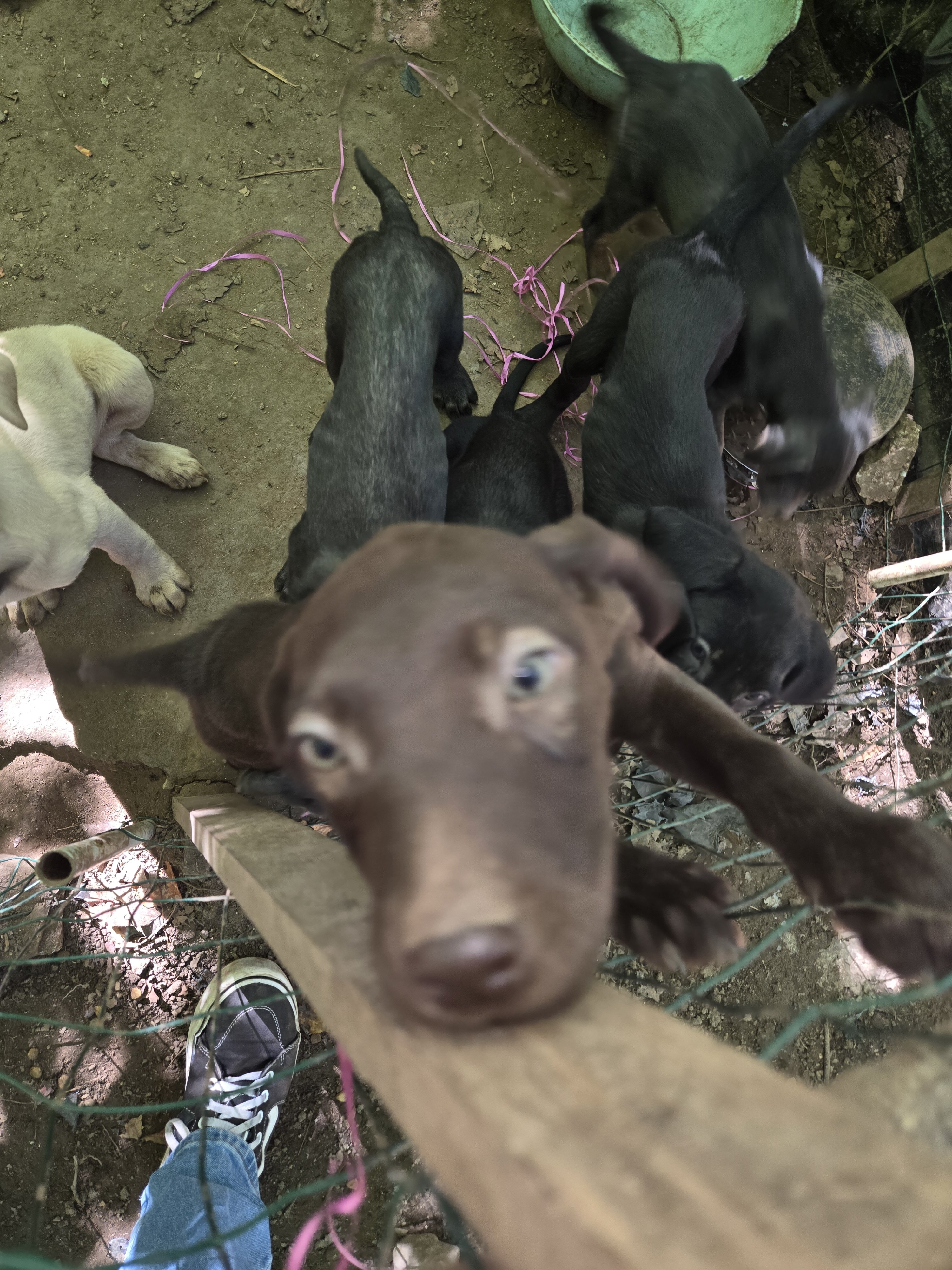 Purebred Labrador Retriever puppies image 2