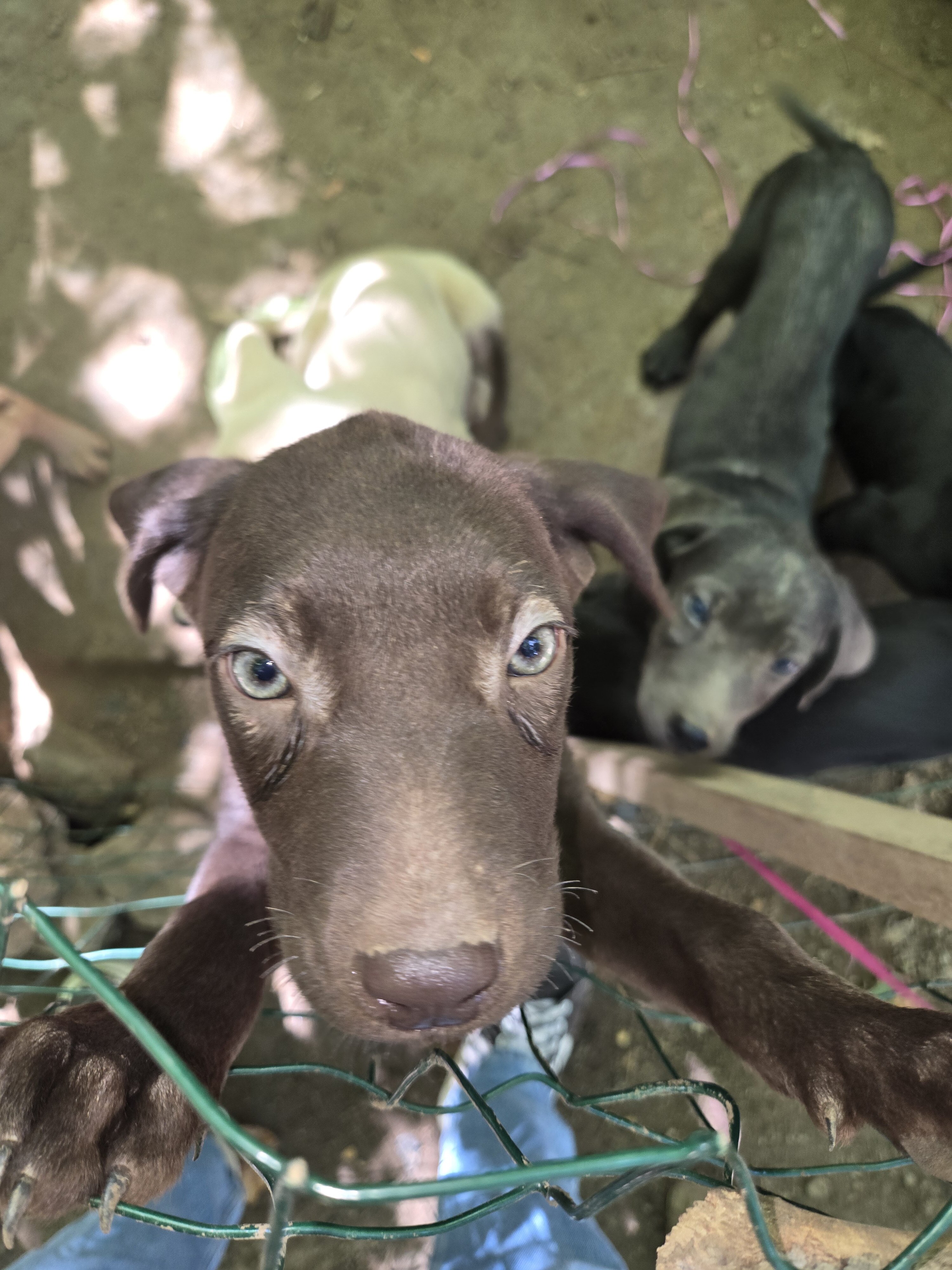 Purebred Labrador Retriever puppies image 1