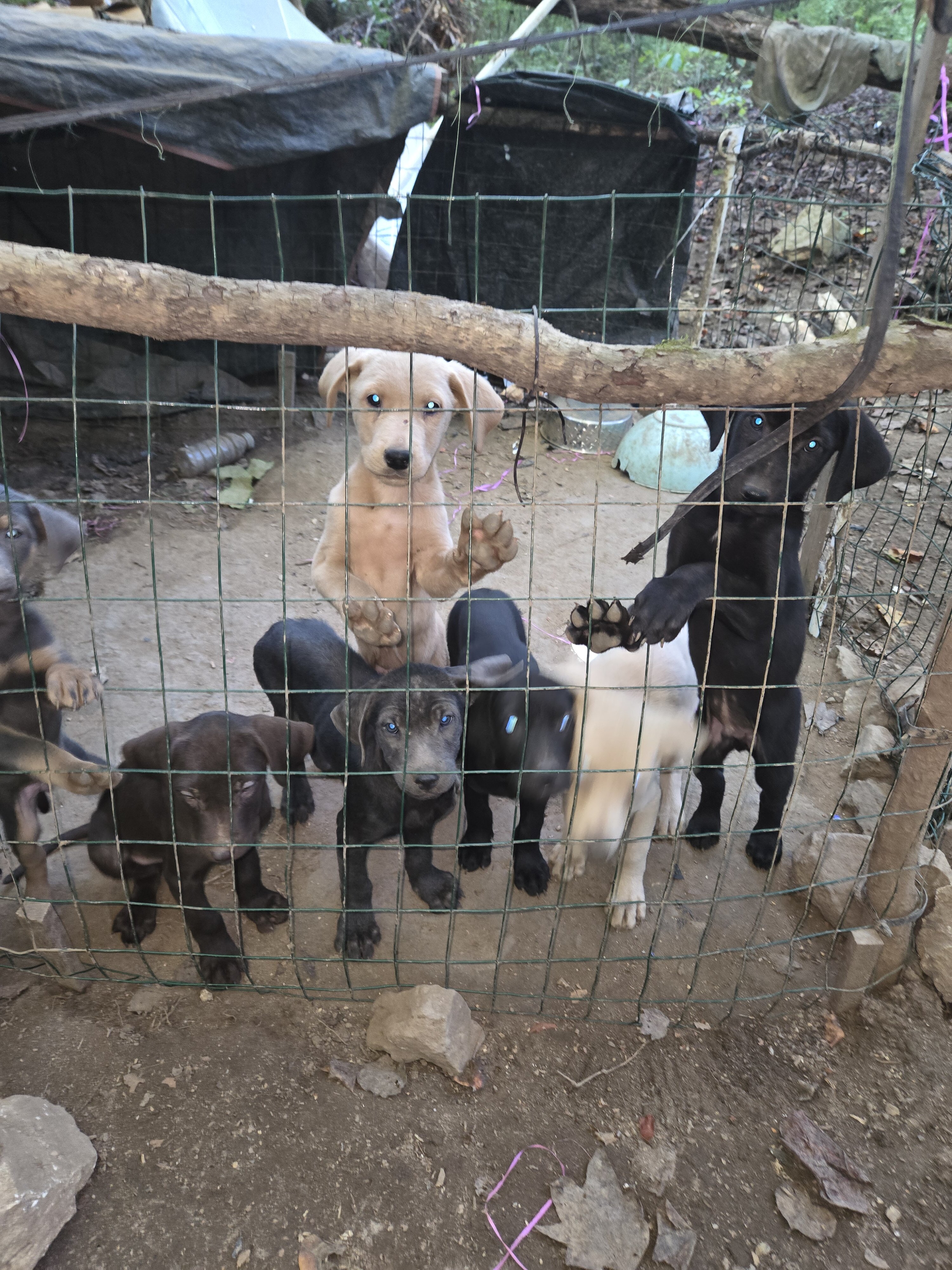 Purebred Labrador Retriever puppies image 4