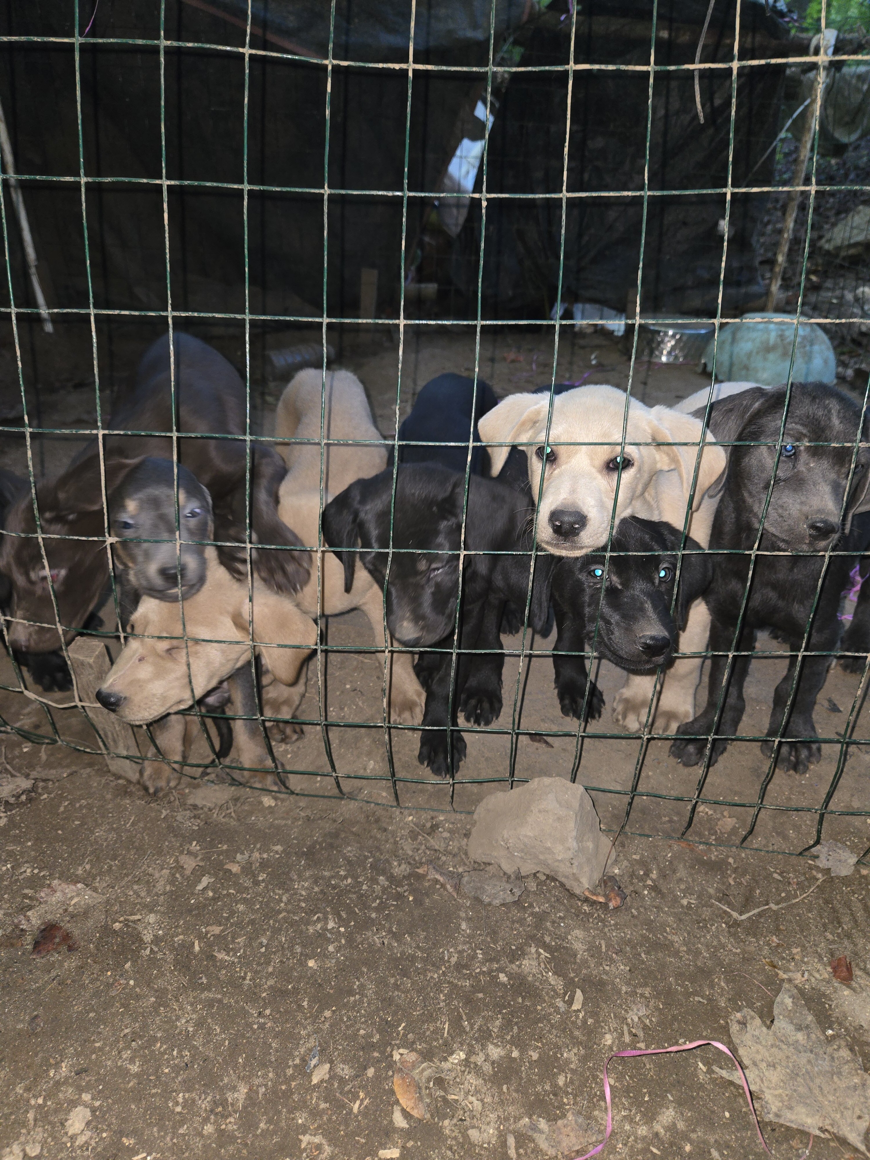 Purebred Labrador Retriever puppies image 5