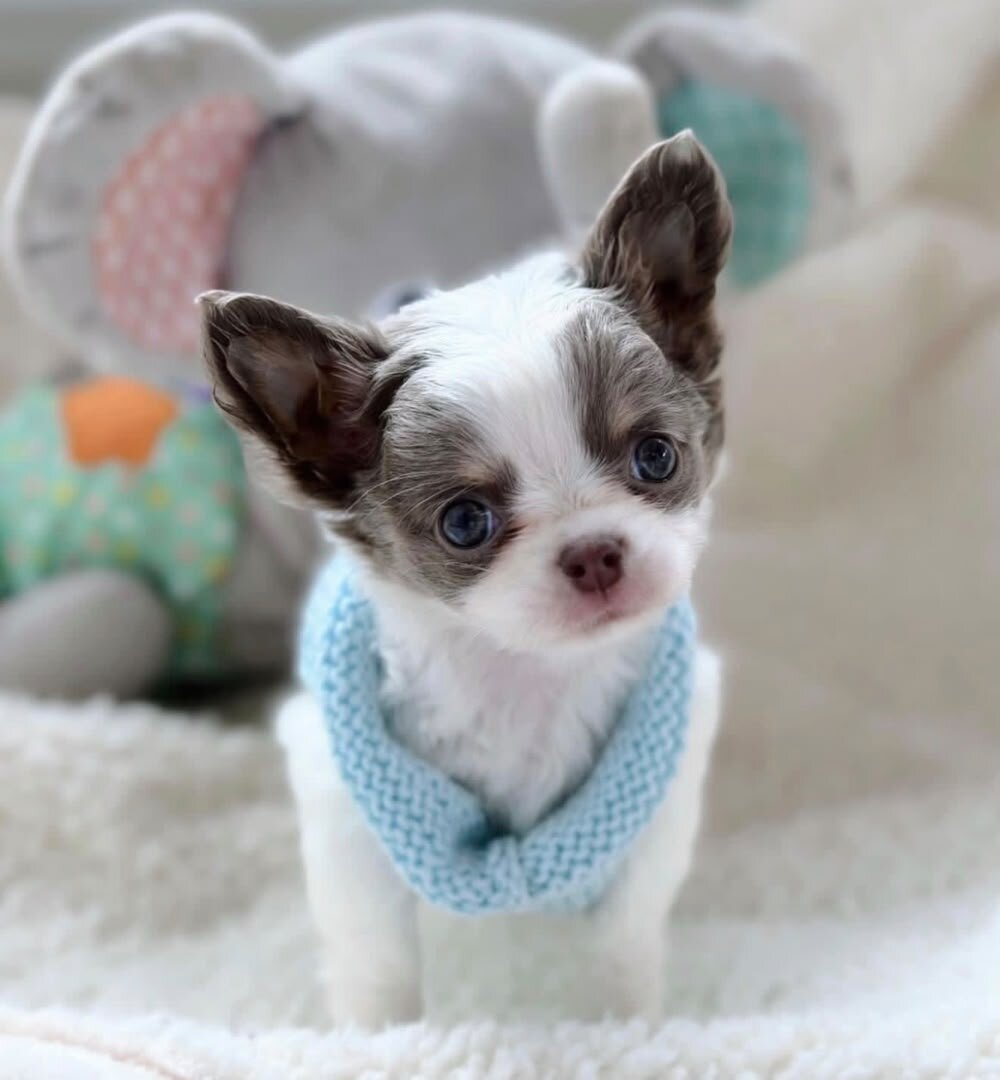 chihuahua puppies image 1