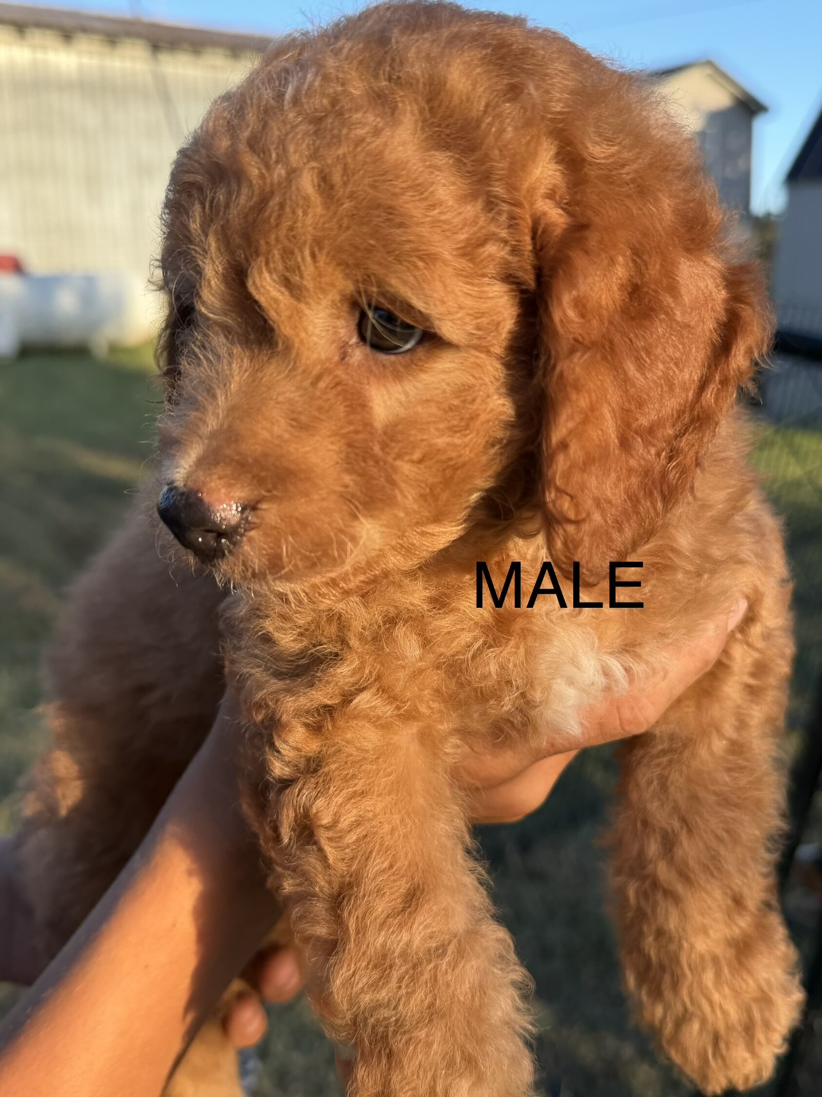 Mini Goldendoodle image 1