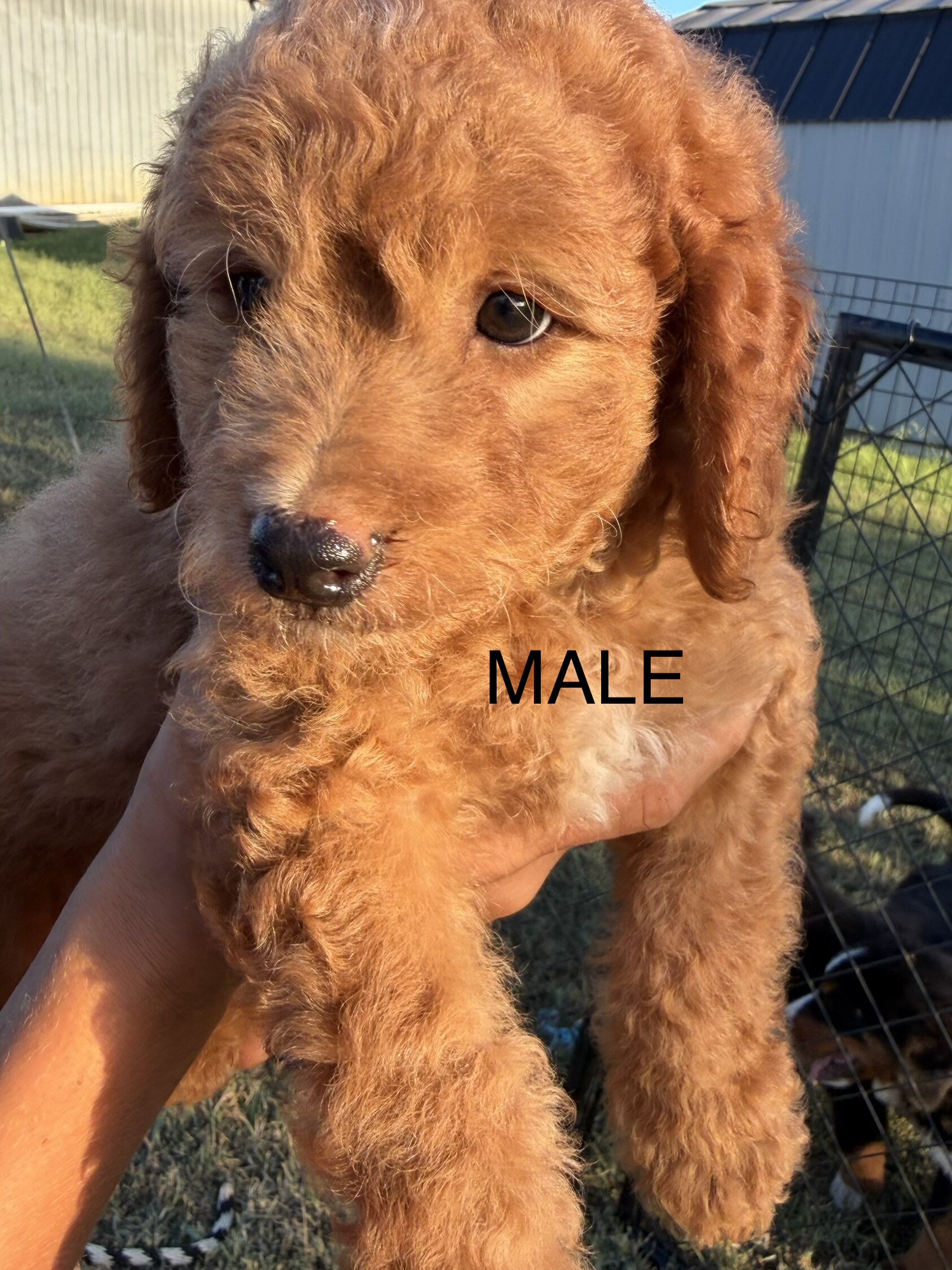 Mini Goldendoodle image 3